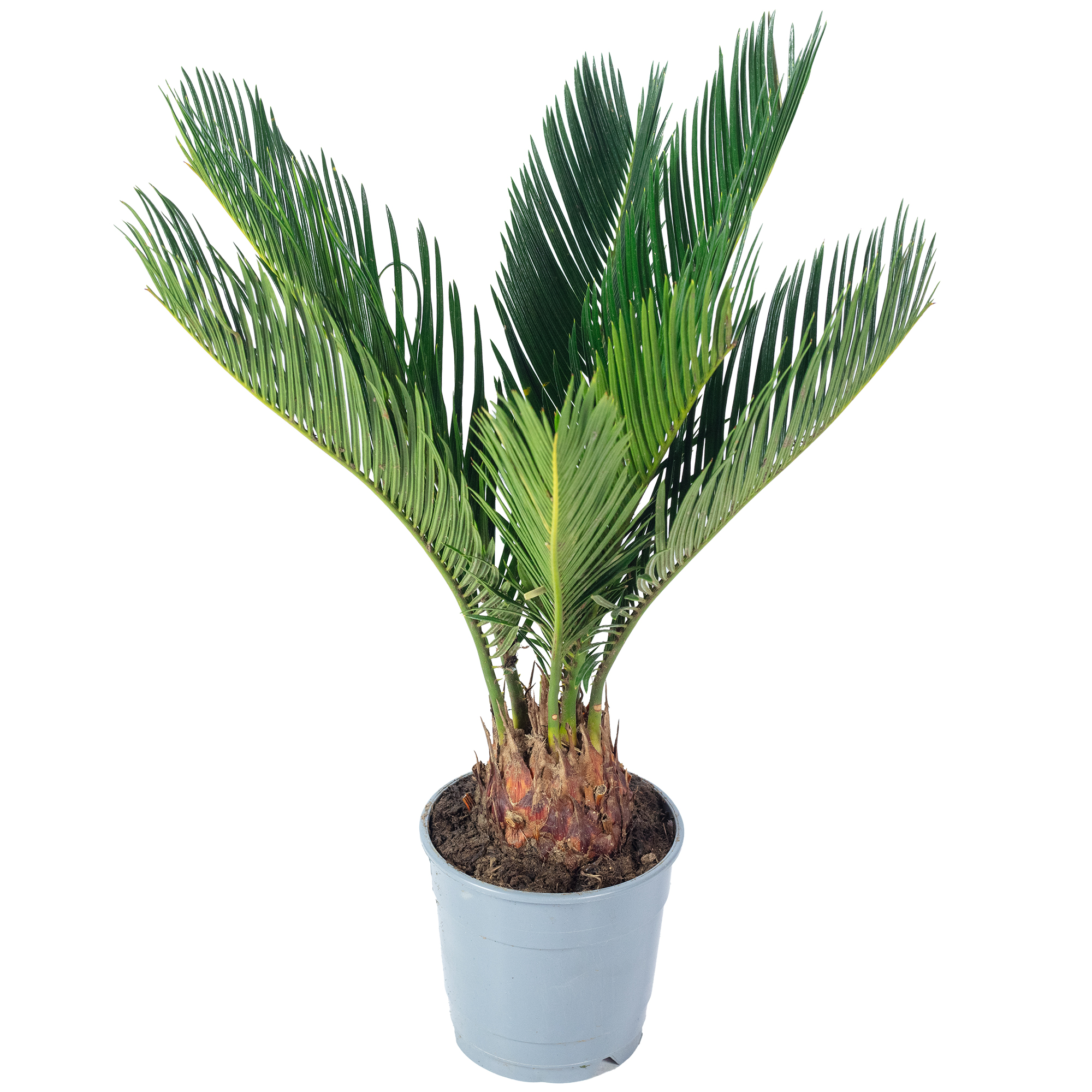 Sago Palm 6+ fronds - Cycas revoluta - height ca. 45 cm, pot-Ø 12 