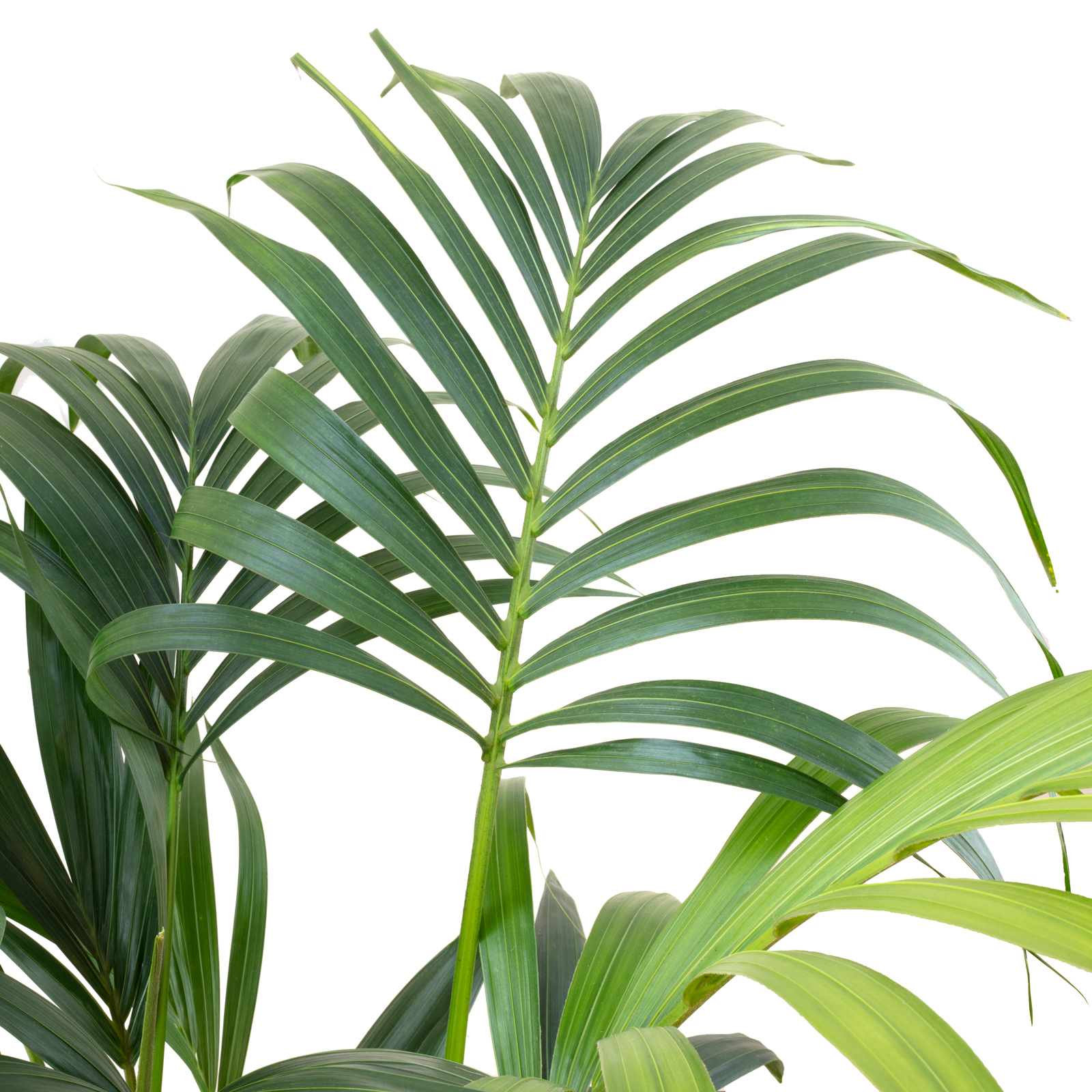 Kentiapalme 5 Triebe - Howea Forsteriana - Hhe ca. 90 cm, Topf- 21 cm |  Flowerbox Pro Floristikbedarf Onlineshop (vormals Blumenzentrale)