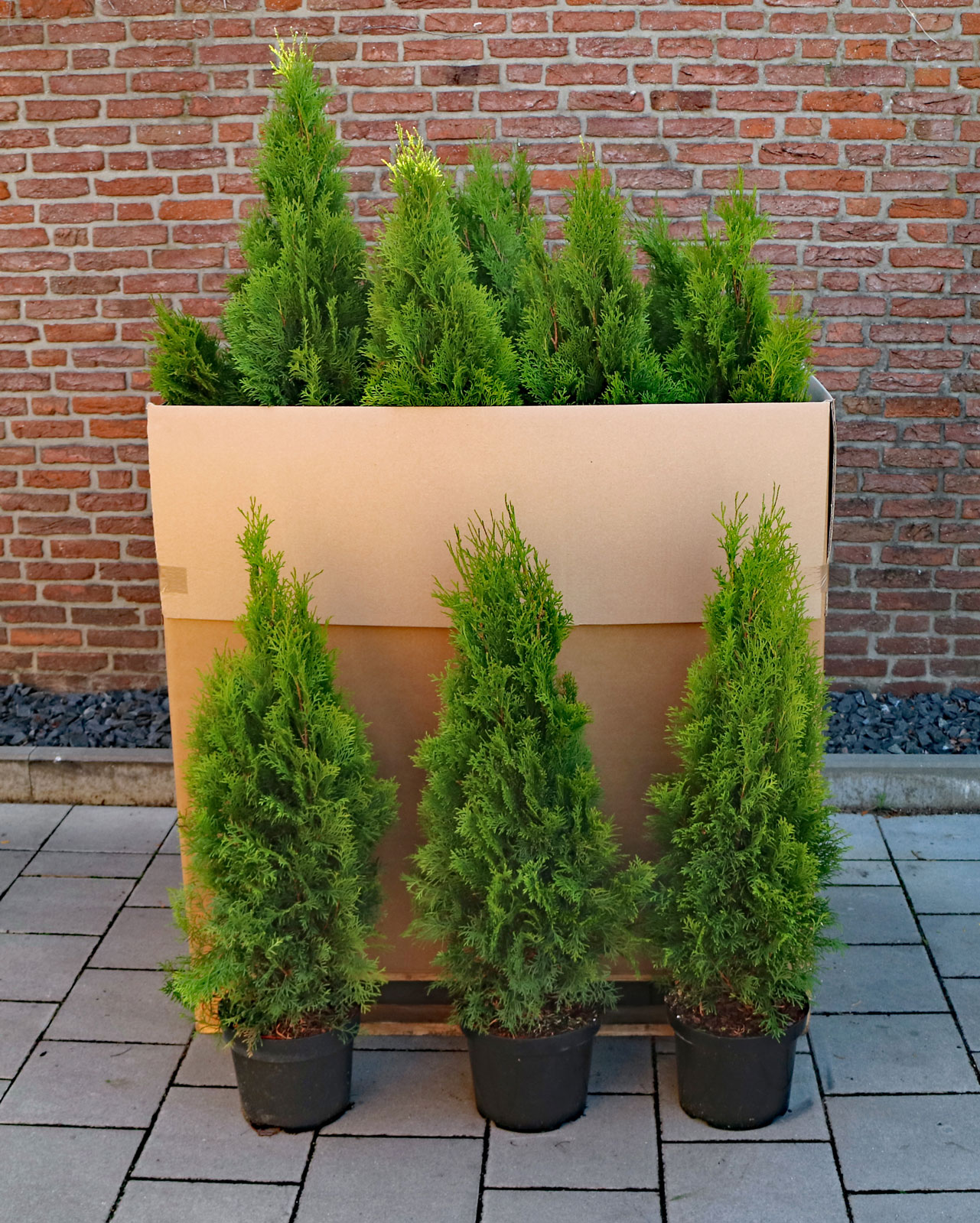 thuja smaragd 180 cm Lebensbaum Smaragd — Baumschule-Pflanzen.de main image 0