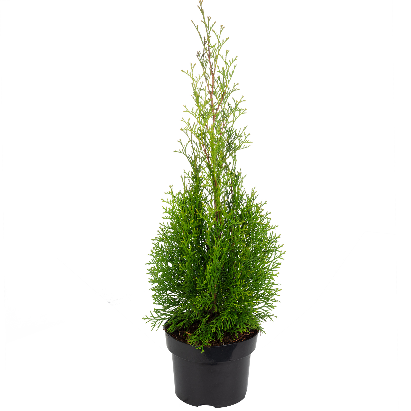 Lebensbaum "Smaragd" C2 - Thuja occidentalis smaragd - Hhe ca. 40-60 cm