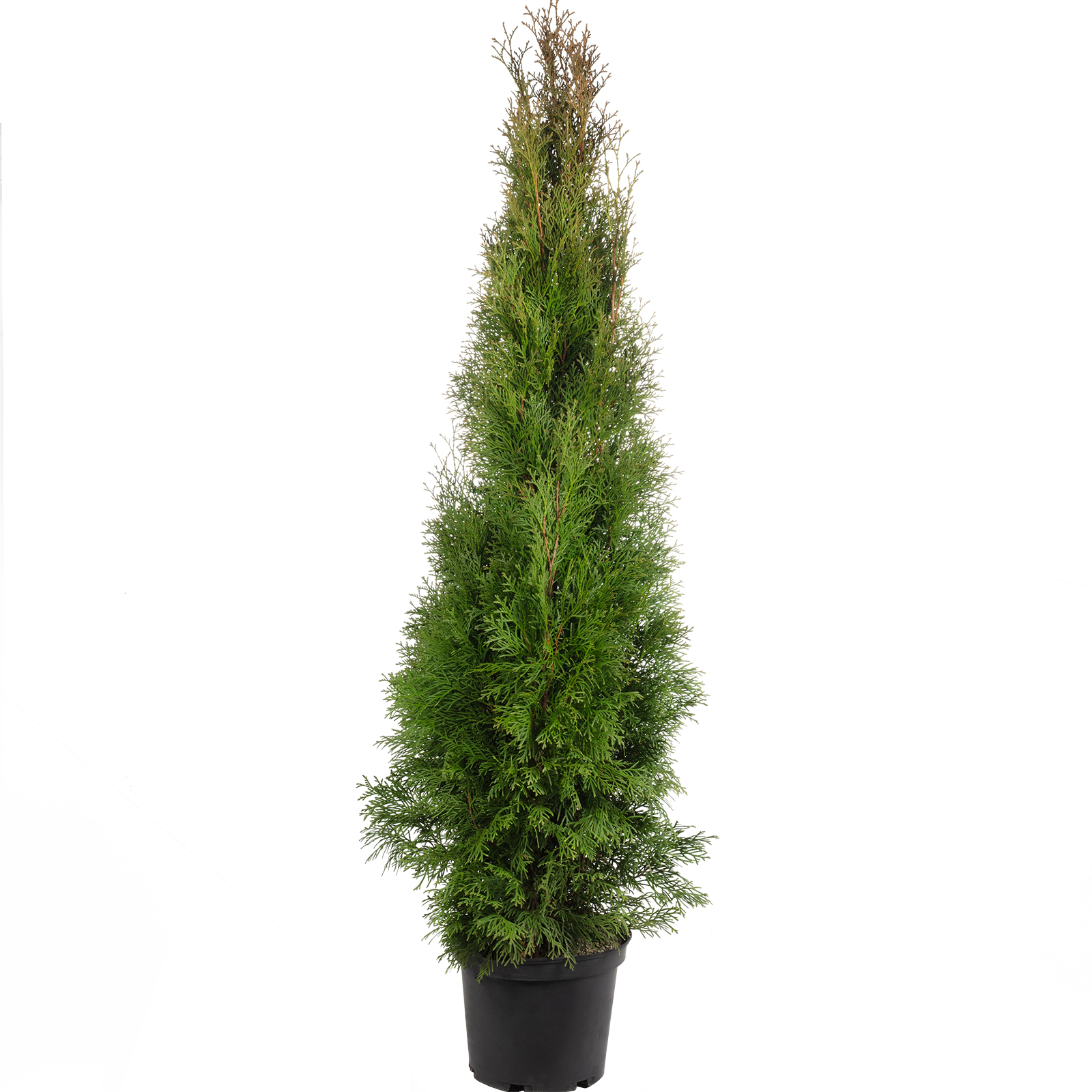 Lebensbaum "Smaragd" C5 - Thuja occidentalis smaragd - Hhe ca. 100-120 cm  | Flowerbox Pro Floristikbedarf Onlineshop (vormals Blumenzentrale)