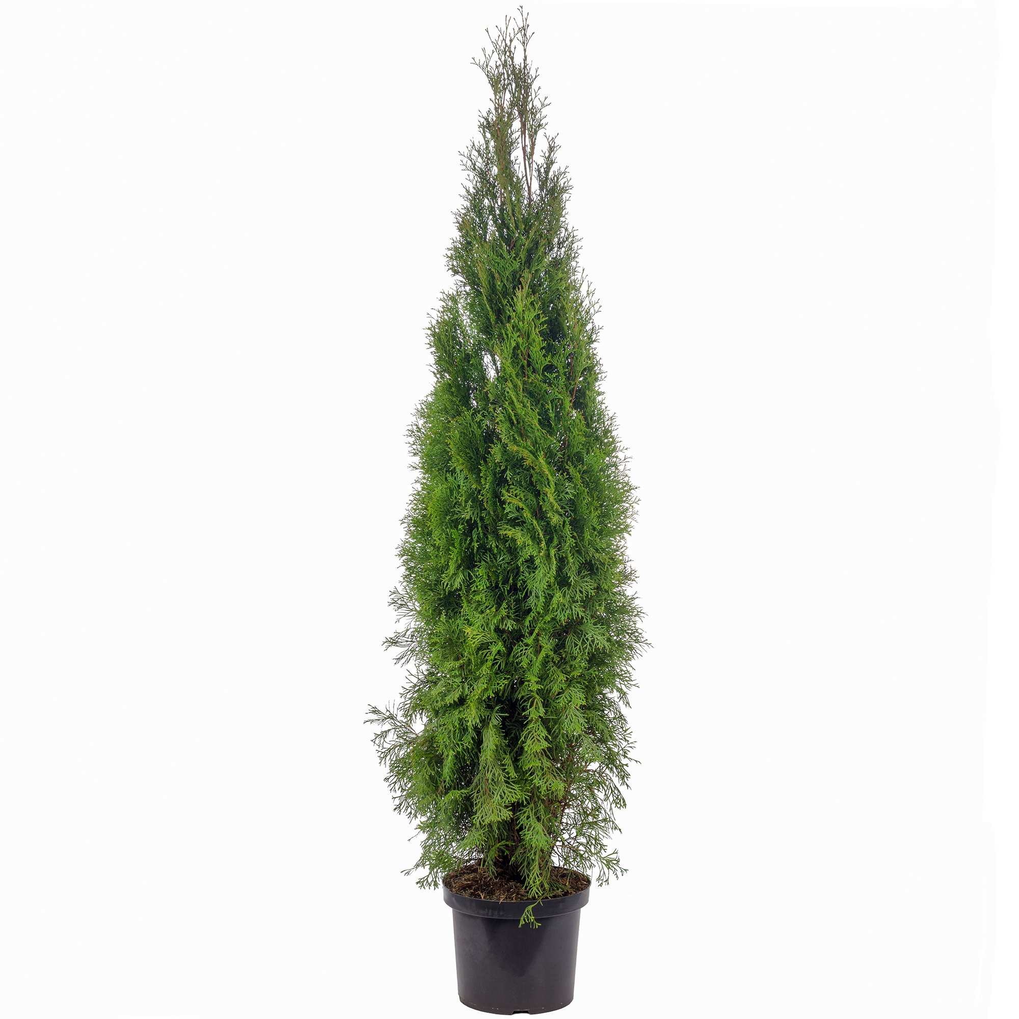 thuja oil Thuja Essential Oil – MK Exports India main image 1