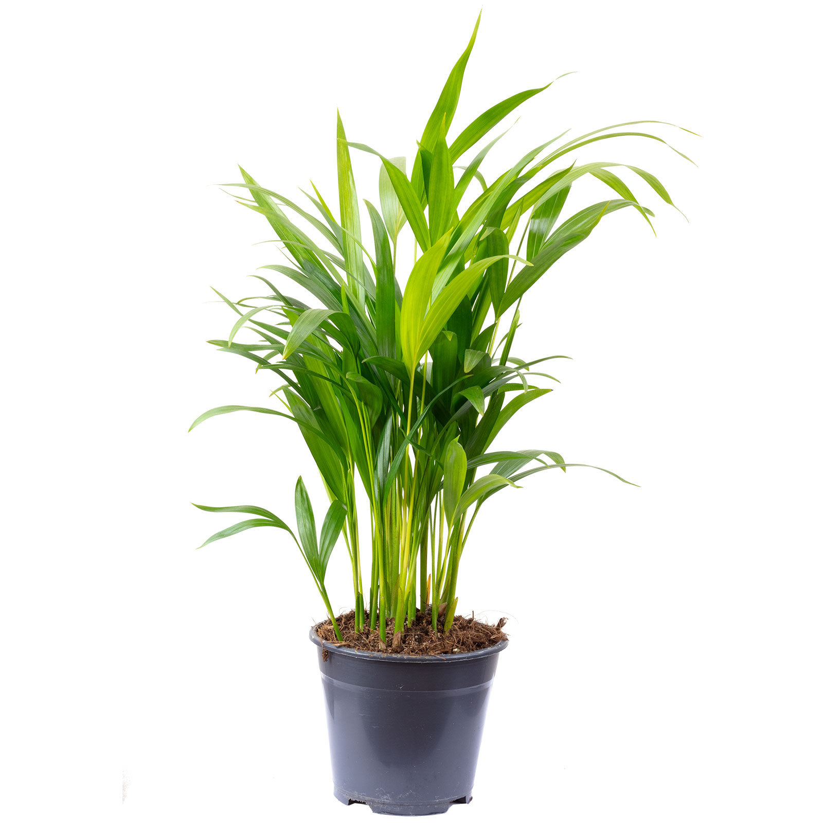 fargesia murielae topf Bambus (nicht wuchernd) - Fargesia murielae main image 1