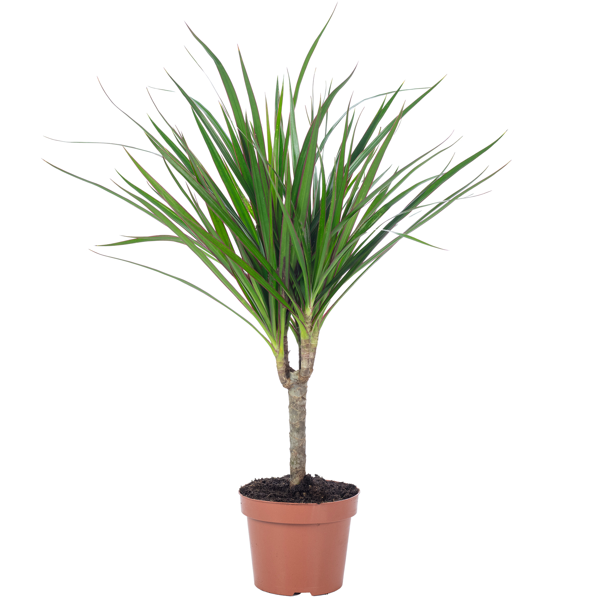 Drachenbaum - Dracaena Marginata - Hhe ca. 35 cm, Topf- 12 cm | Flowerbox  Pro Floristikbedarf Onlineshop (vormals Blumenzentrale)