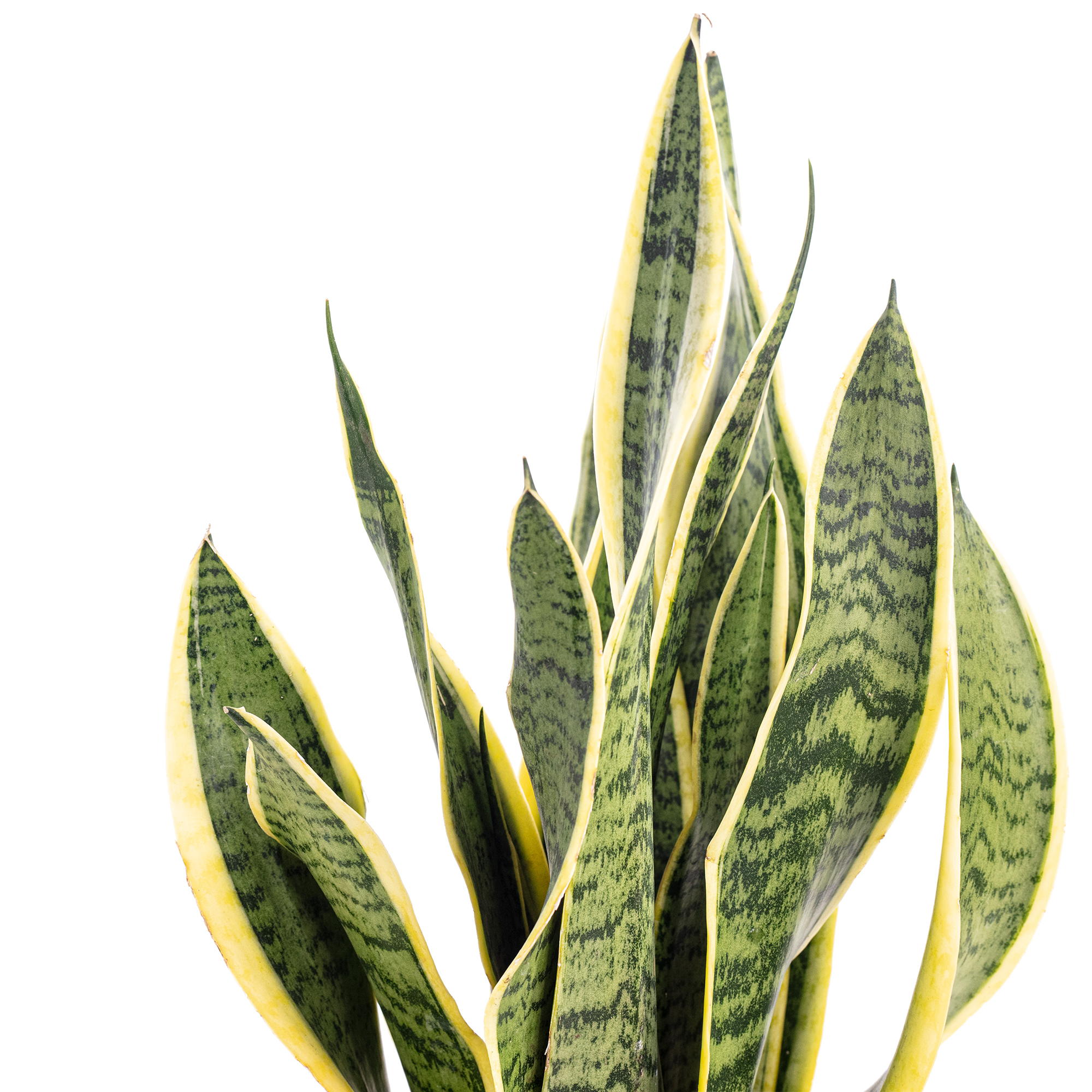 Bogenhanf - Sansevieria trifasciata Laurentii - Hhe ca. 45 cm, Topf- 14  cm | eBay.de