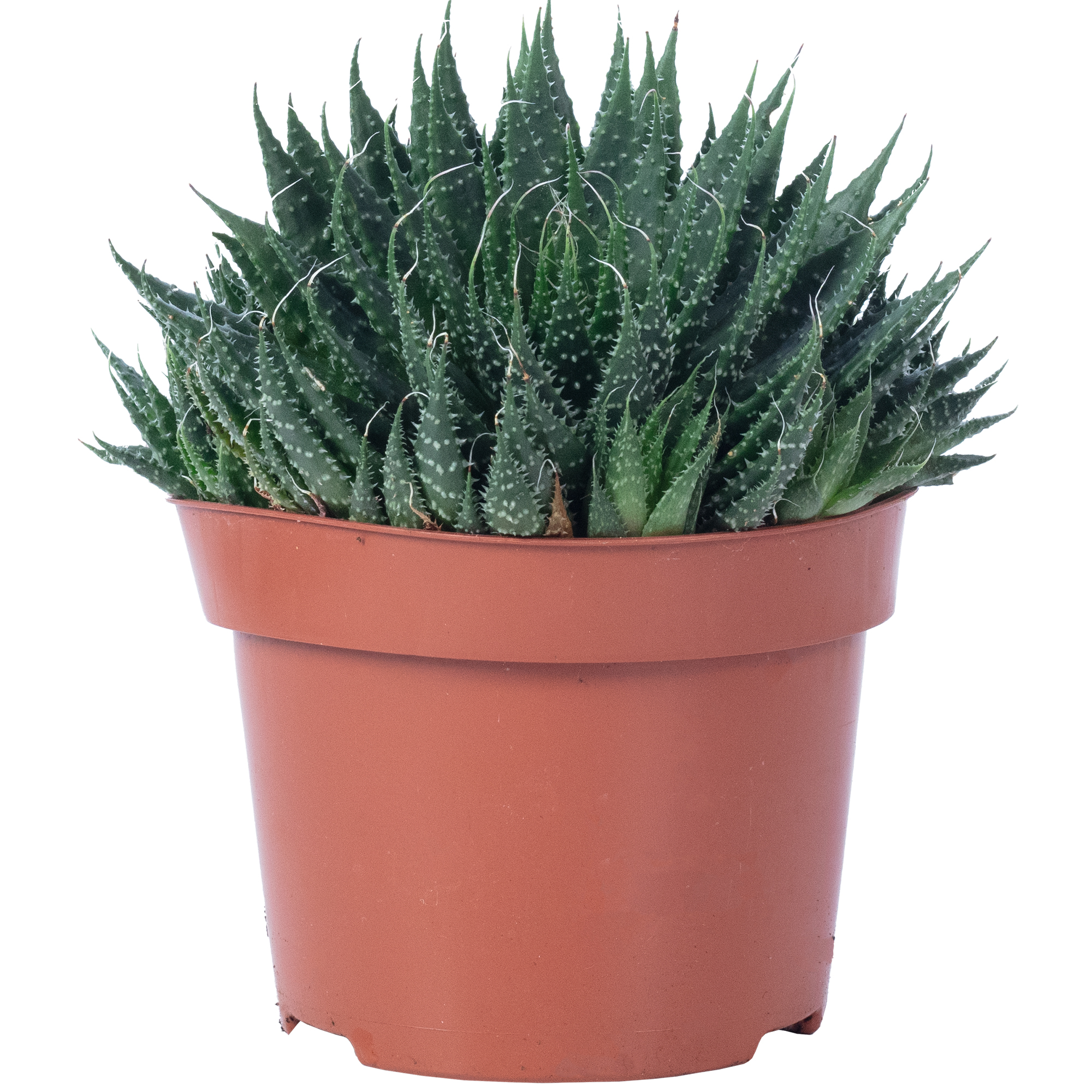 Aloe - Aloe aristata 'magic rocks' - Hhe ca. 20 cm, Topf- 12 cm |  Flowerbox Pro Floristikbedarf Onlineshop (vormals Blumenzentrale)