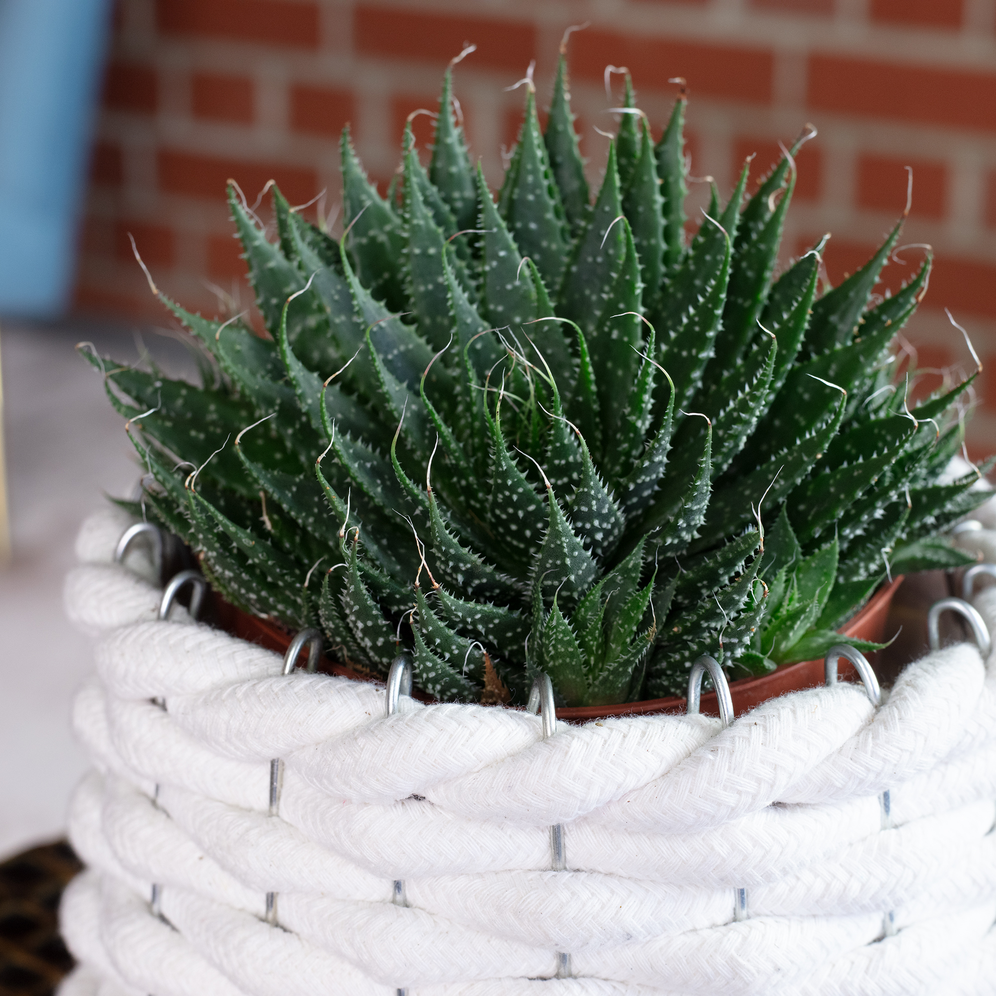 aloen Aloe arborescens D17 – Secret Garden Plant Shop main image 1