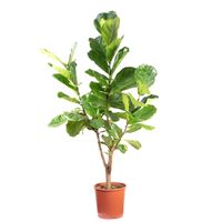 Geigenfeige verzweigt - Ficus Lyrata - Hhe ca. 140 cm, Topf- 30 cm |  Flowerbox Pro Floristikbedarf Onlineshop (vormals Blumenzentrale)