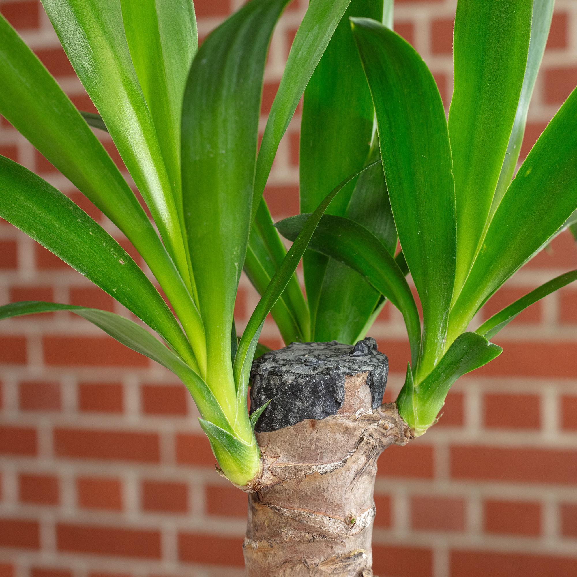 sansevieria trif laurentii Sansevieria Laurentii  100 cm  XXL