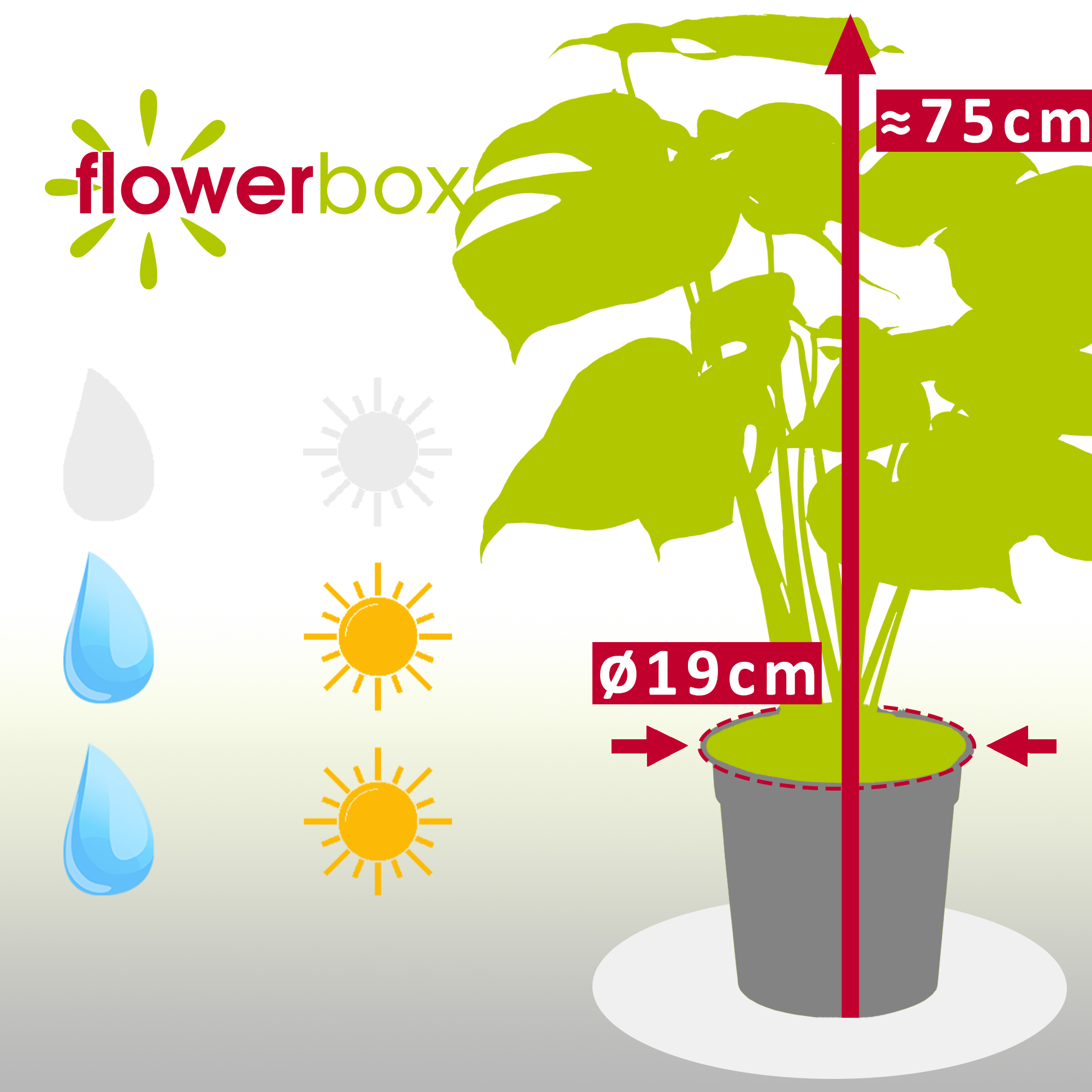 Fensterblatt - Monstera Deliciosa - Hhe ca. 75 cm, Topf- 19 cm | eBay.de