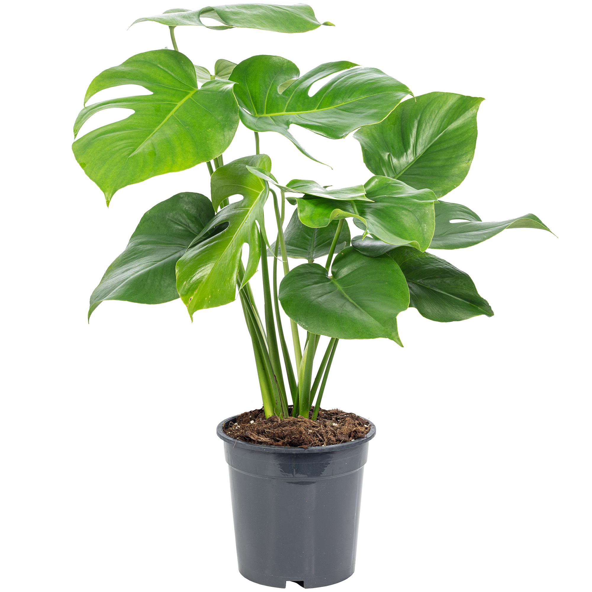 Ceriman - Monstera Deliciosa - height ca. 75 cm, pot- 19 cm | plentyShop  LTS