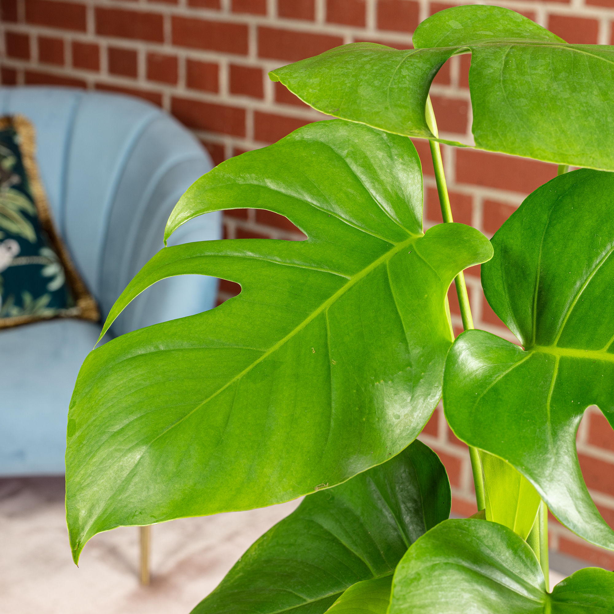 Ceriman - Monstera Deliciosa - height ca. 75 cm, pot- 19 cm | plentyShop  LTS