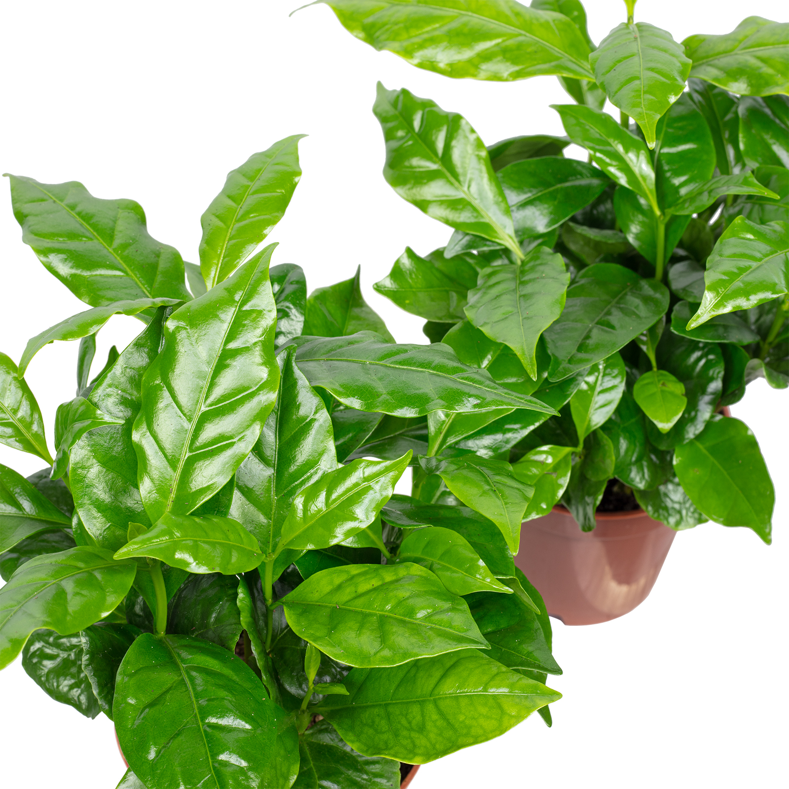 Paket] 2er-Set Kaffeepflanze - Coffea Arabica - Hhe ca. 20 cm, Topf- 9 cm  | Flowerbox Pro Floristikbedarf Onlineshop (vormals Blumenzentrale)