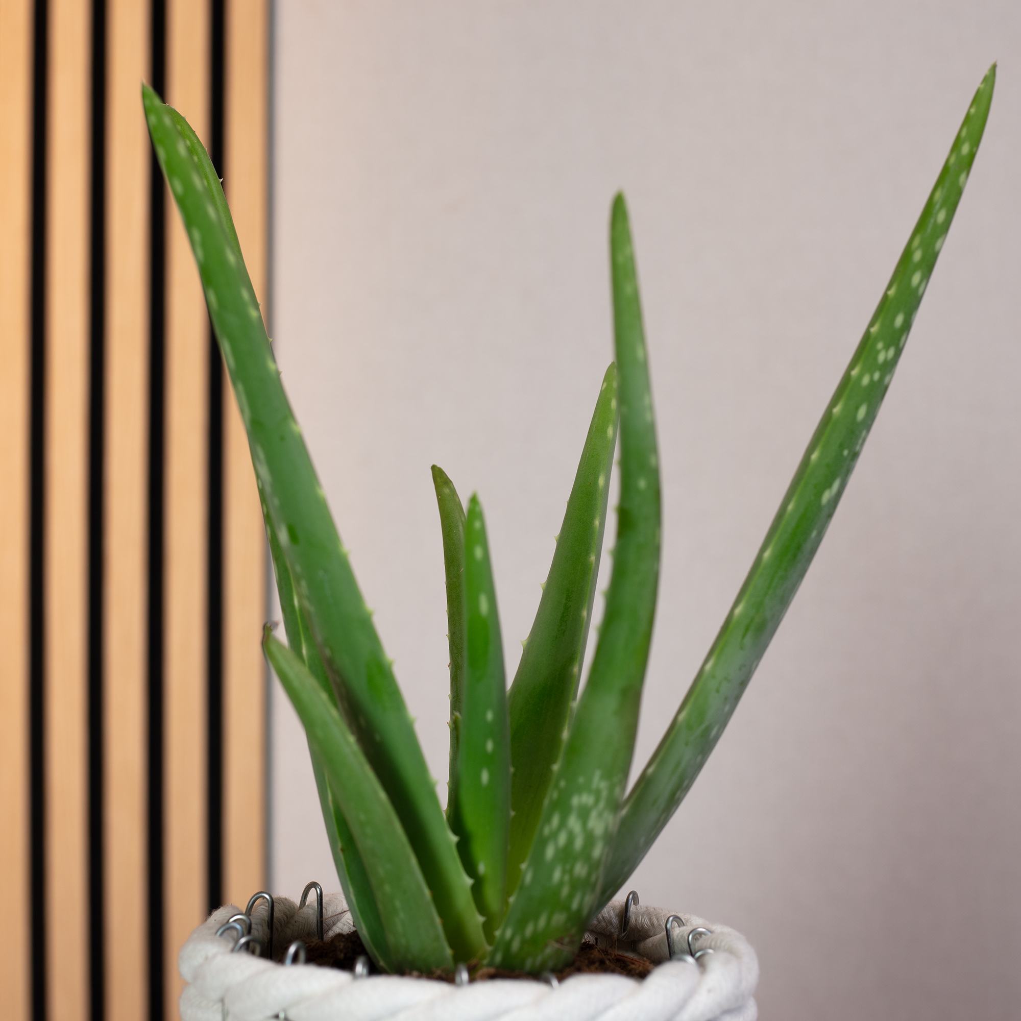 Paket] Aloe vera  luftreinigende & dekorative Sukkulente, Topf- 12 cm,  ca. 35 cm hoch | Flowerbox Pro Floristikbedarf Onlineshop (vormals  Blumenzentrale)