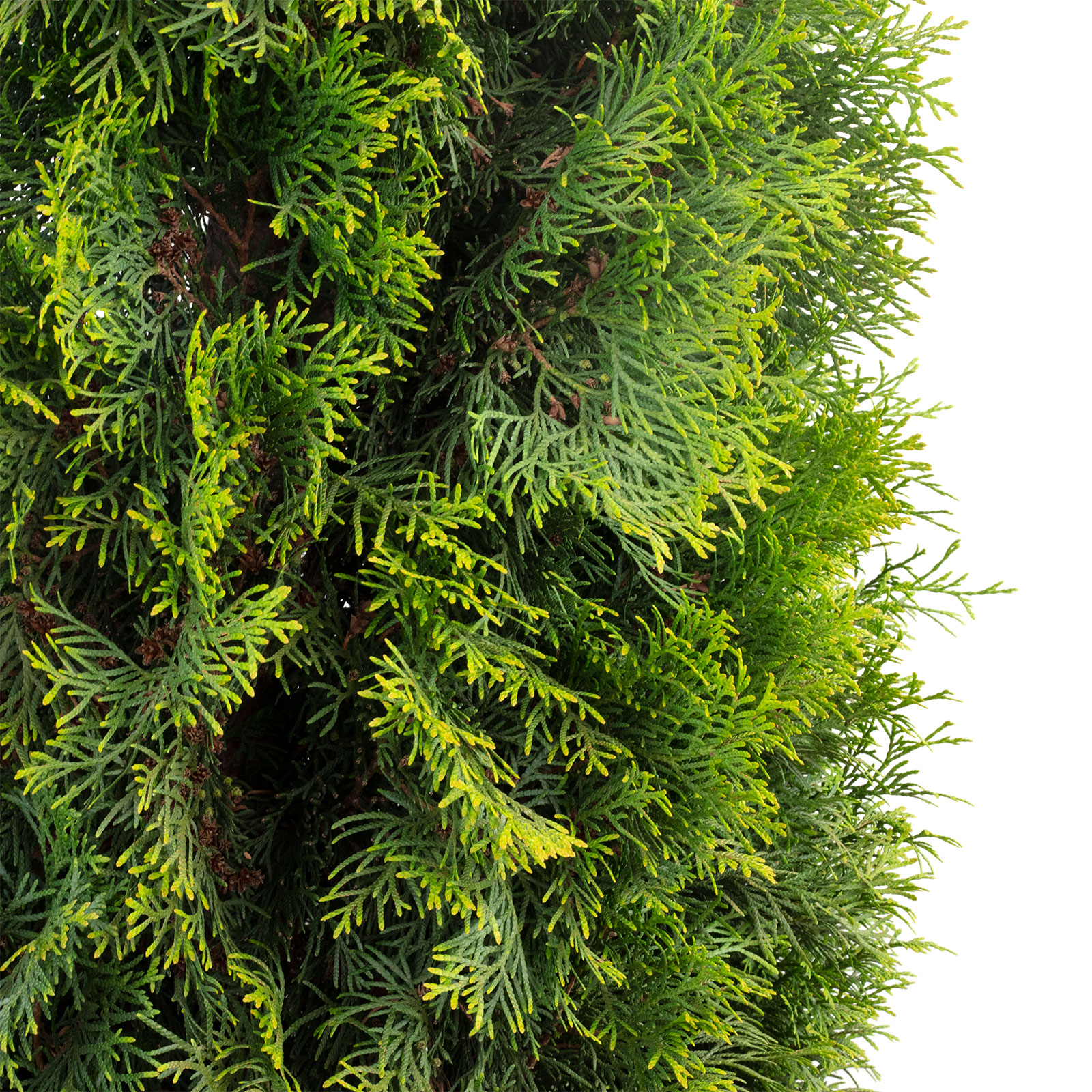 Paket] 3er-Set Lebensbaum "Smaragd" - Thuja occidentalis smaragd - T50 Hhe  ca. 250 cm | Flowerbox Pro Floristikbedarf Onlineshop (vormals  Blumenzentrale)