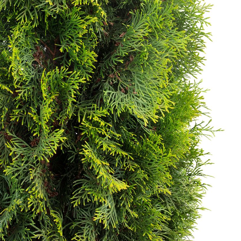 Lebensbaum - Thuja occidentalis smaragd - Hhe ca. 250 cm, Topf- 50 cm |  Flowerbox Pro Floristikbedarf Onlineshop (vormals Blumenzentrale)