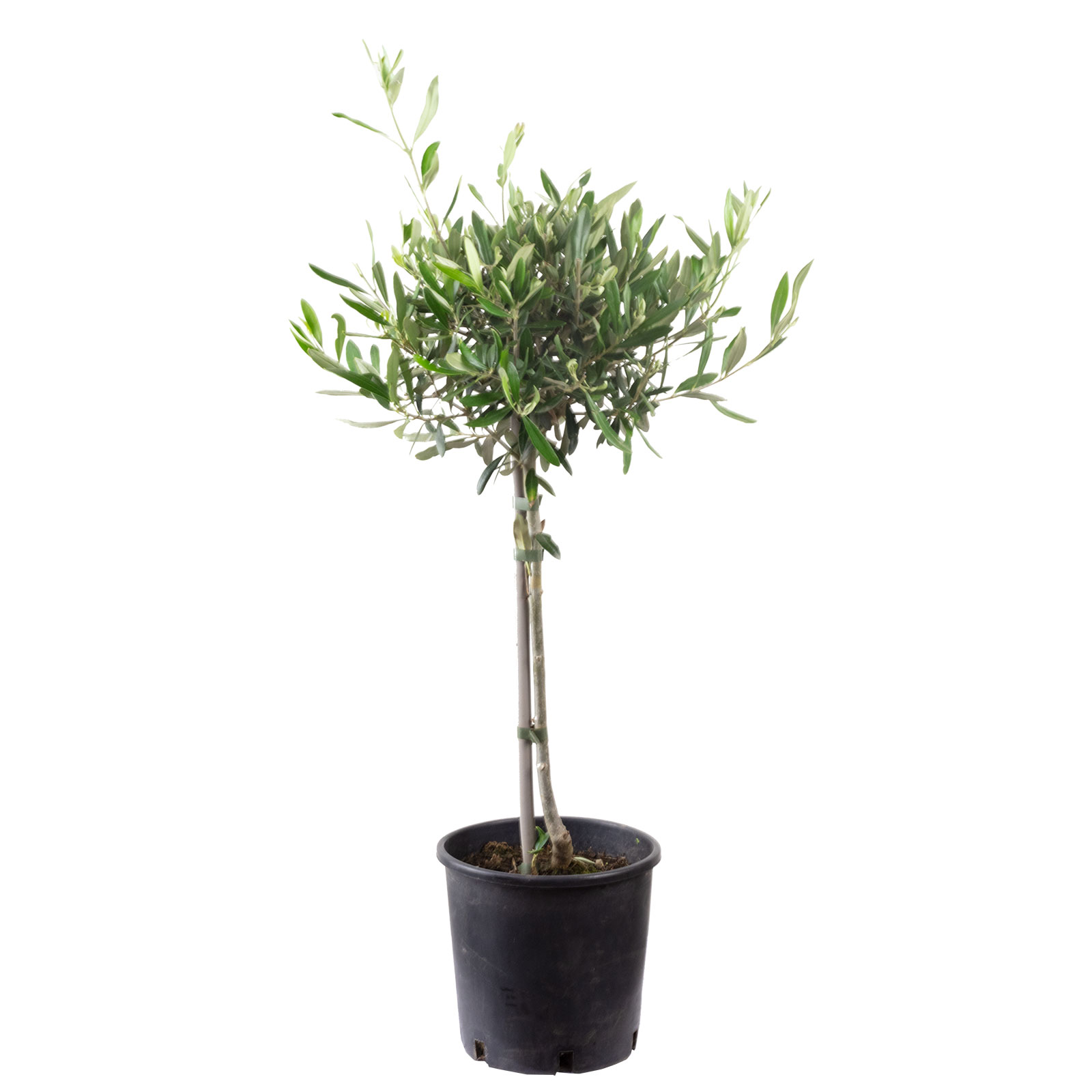 monstera albo variegata samen Monstera Albo Variegata Plant  HappiestPlants