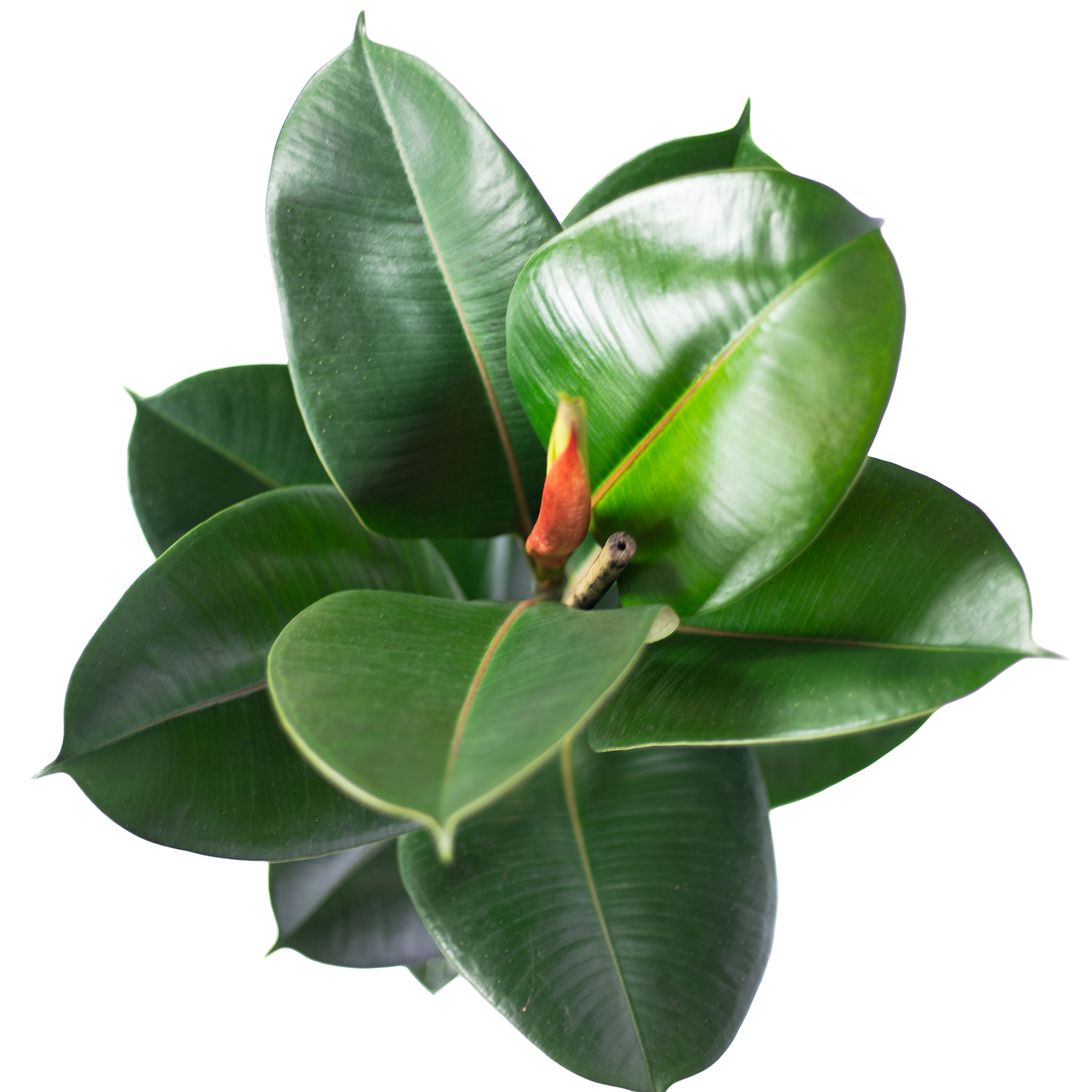 monstera cats Monstera Leaf Wool Cat Cave – Meowingtons main image 1