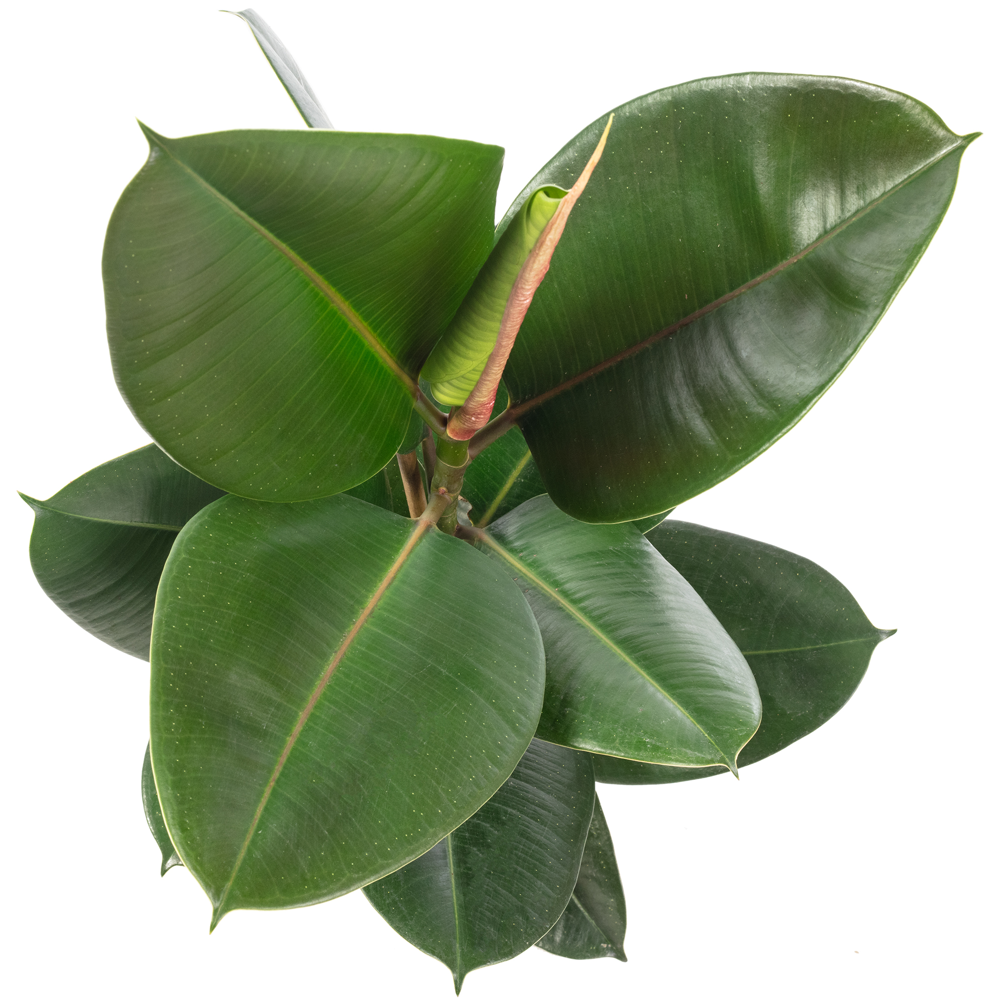 Gummibaum - Ficus elastica "Robusta" - Hhe ca. 50 cm, Topf- 17 cm | eBay