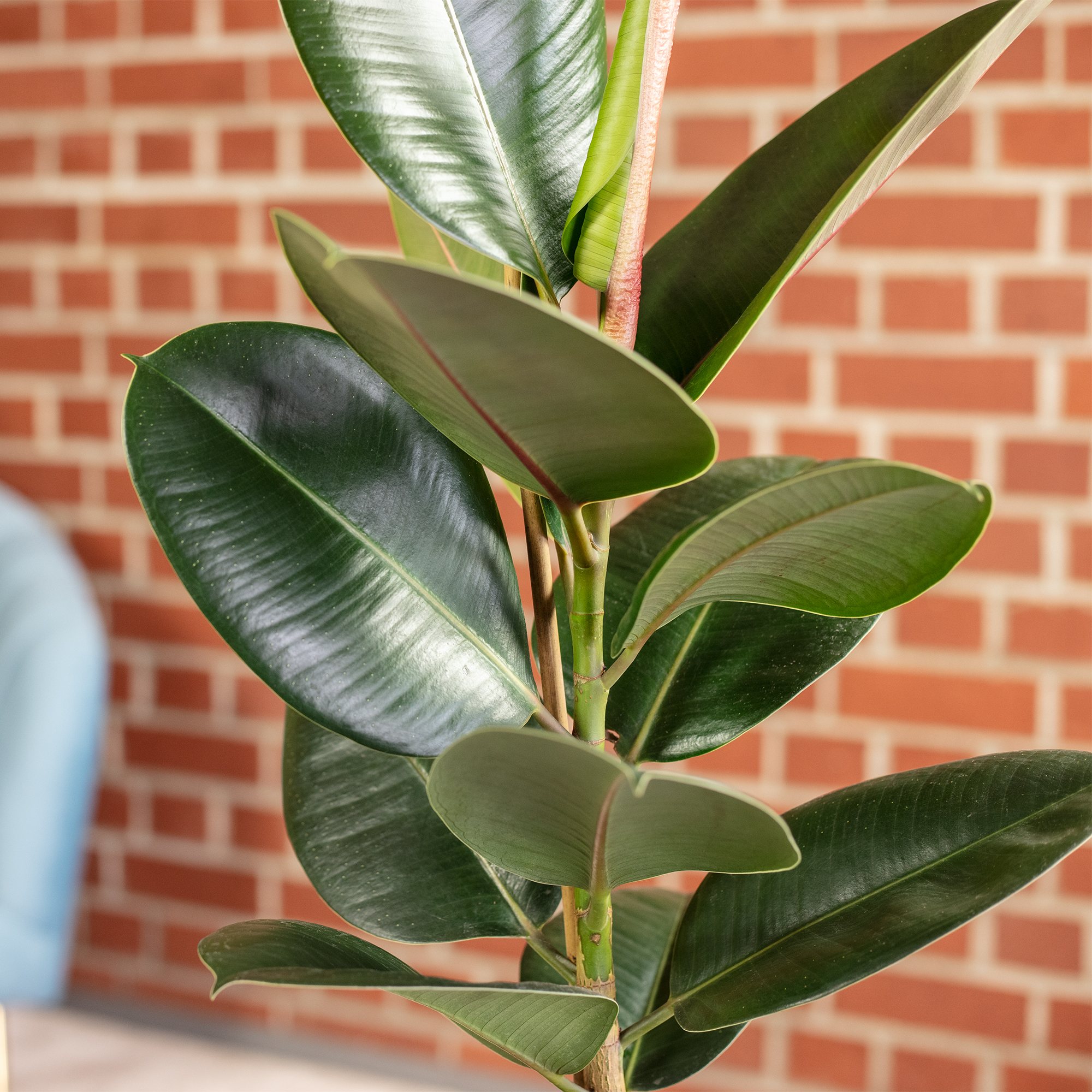 Gummibaum - Ficus elastica "Robusta" - Hhe ca. 50 cm, Topf- 17 cm | eBay