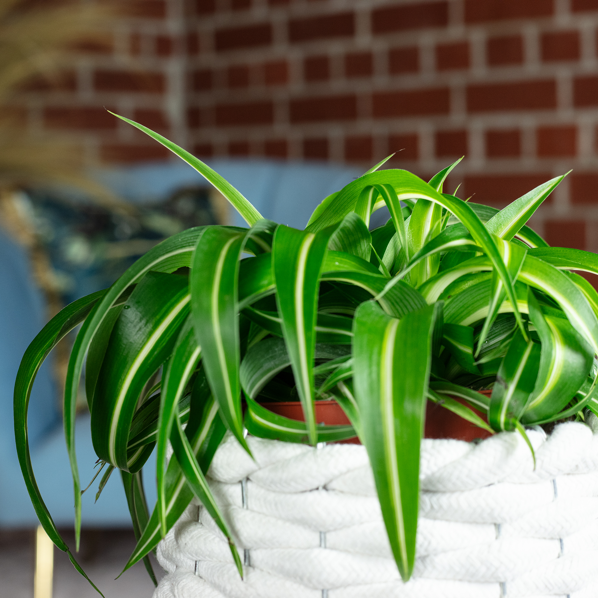Grnlilie "Bonnie" - Chlorophytum Comosum - Hhe ca. 25 cm, Topf- 12 cm |  eBay.de