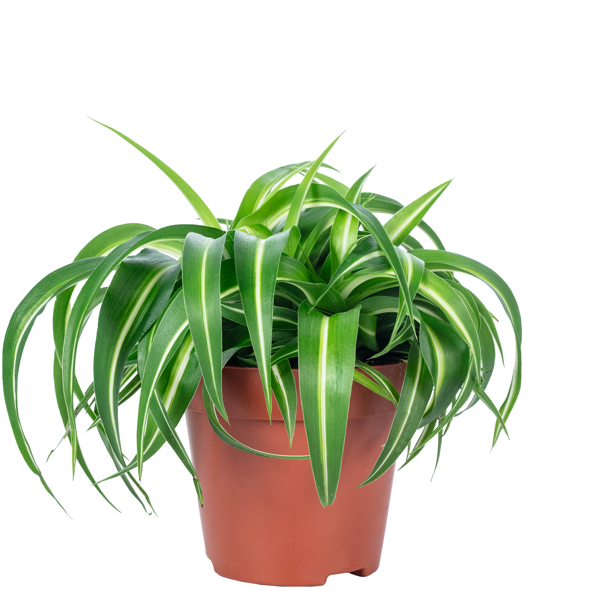 Grnlilie "Bonnie" - Chlorophytum Comosum - Hhe ca. 25 cm, Topf- 12 cm |  eBay.de