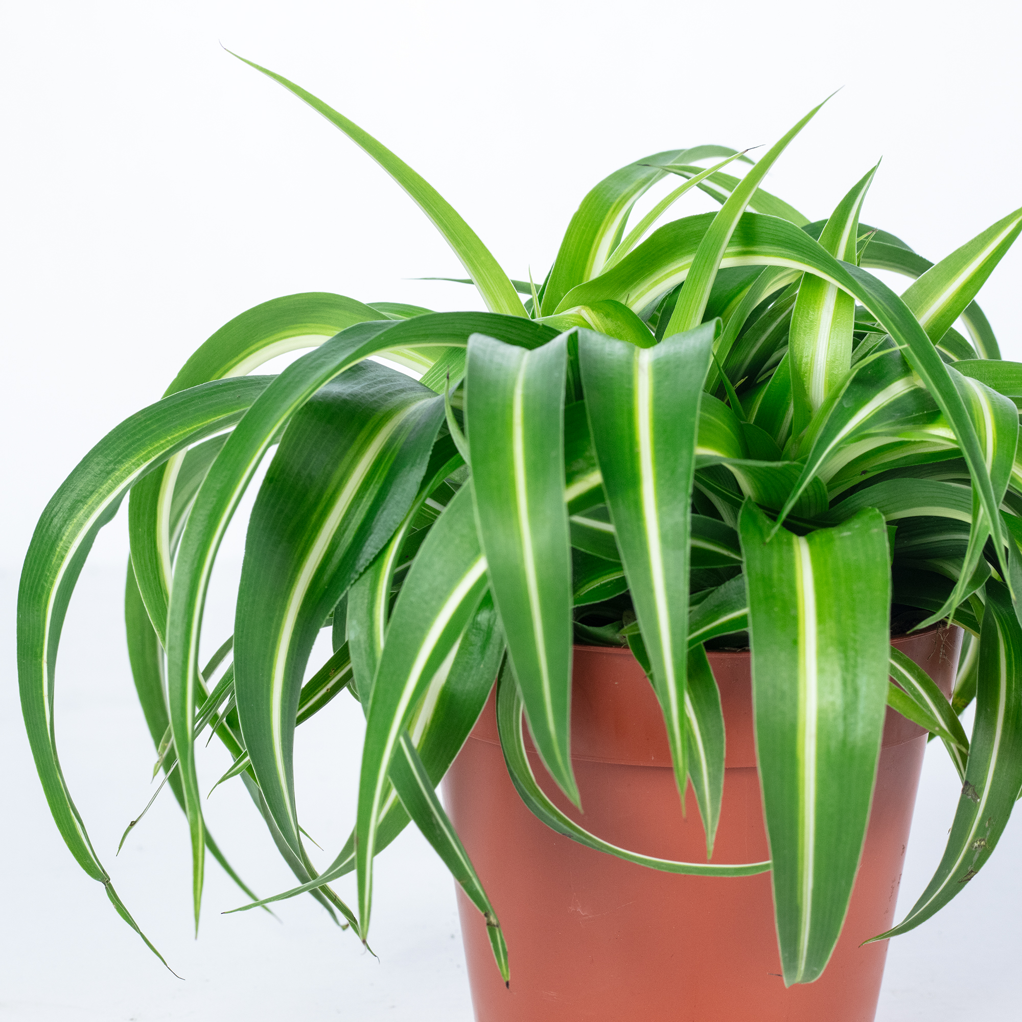 Grnlilie "Bonnie" - Chlorophytum Comosum - Hhe ca. 25 cm, Topf- 12 cm |  eBay.de
