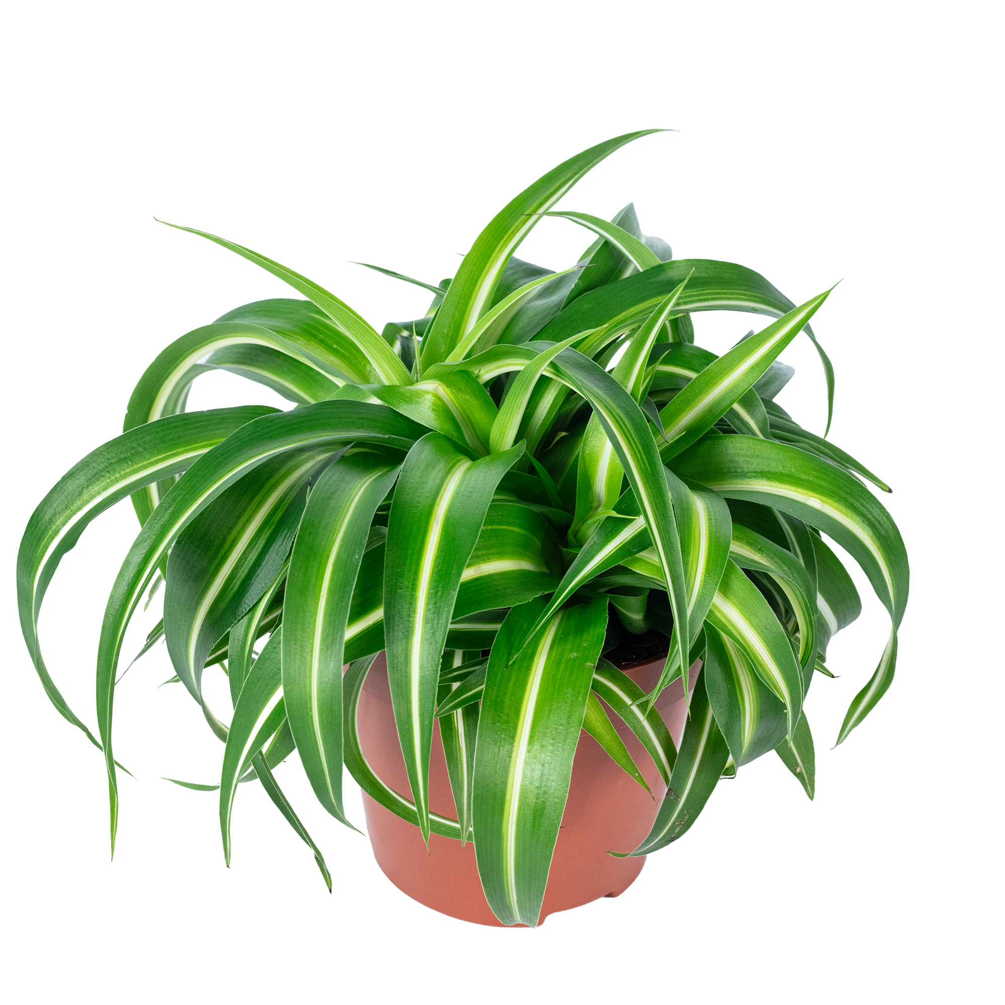 Grnlilie "Bonnie" - Chlorophytum Comosum - Hhe ca. 25 cm, Topf- 12 cm |  eBay.de