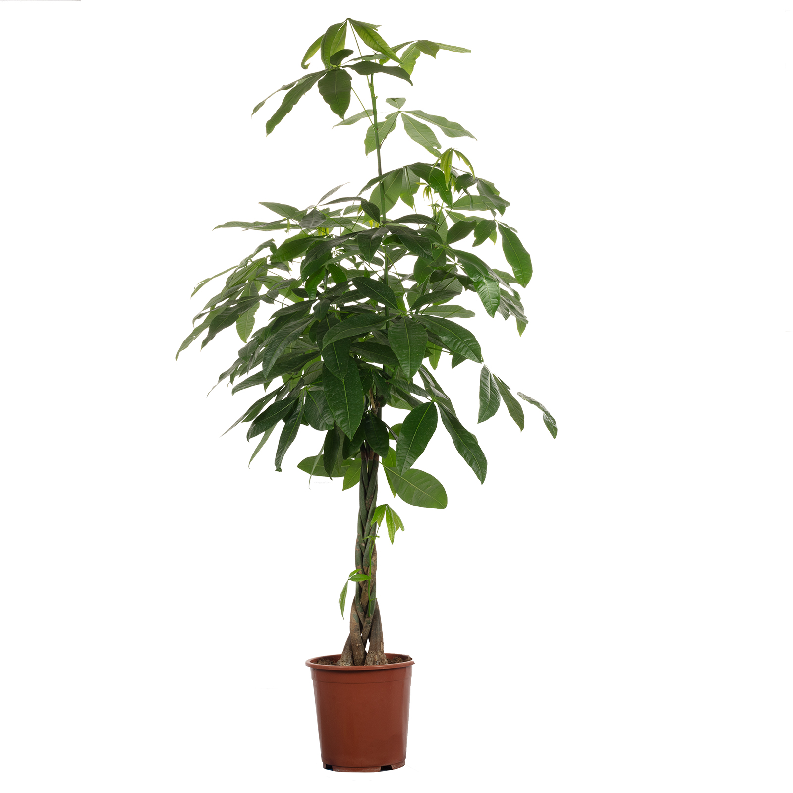 Glückskastanie mit geflochtenem Stamm Pachira aquatica Höhe ca. 140 cm, TopfØ 27 cm