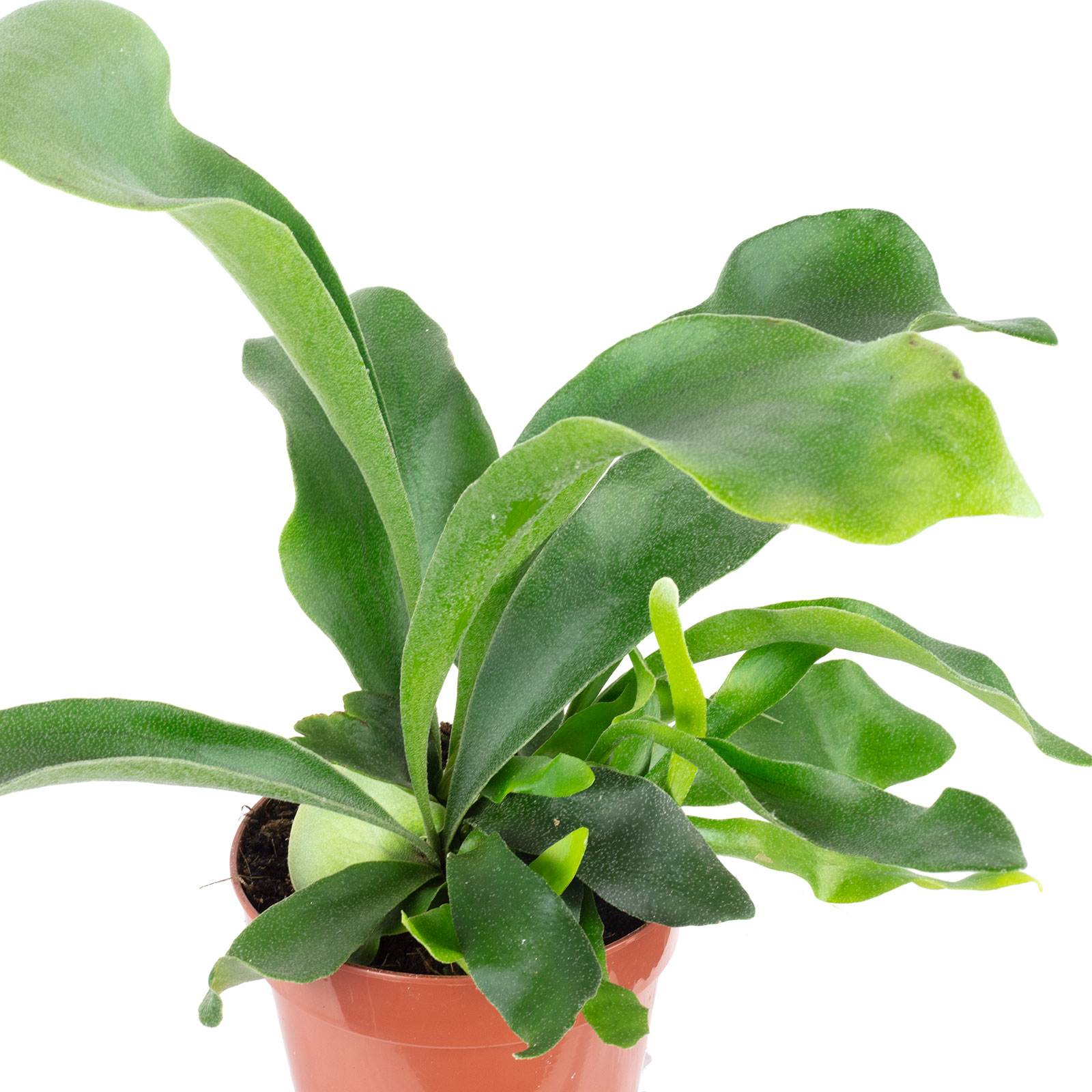 tatsoi saatgut Tatsoi