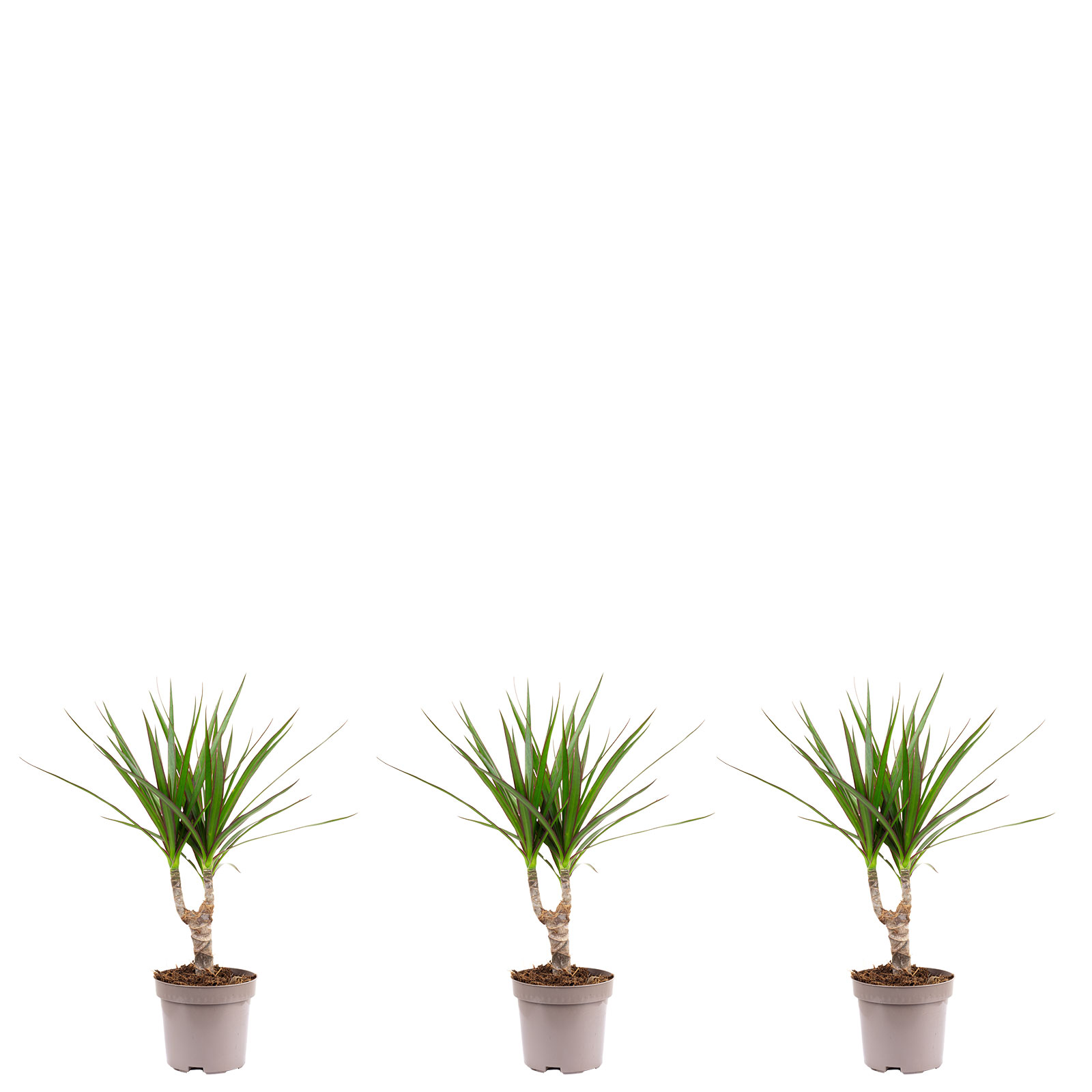 drachenbaum yucca Drachenbaum 'Magenta' main image 1