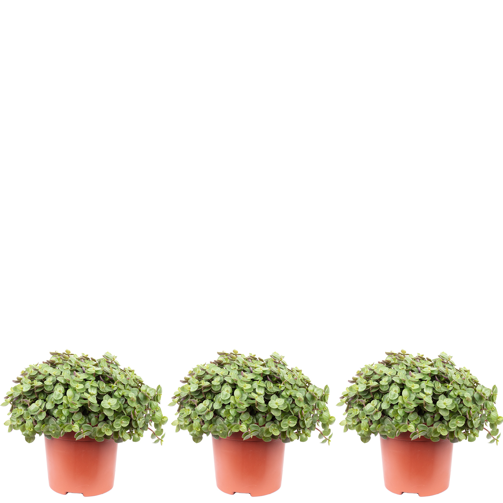 [Paket] 3er-Set Kriechendes Schnpolster - Hhe ca. 15 cm, Topf- 10,5 cm -  Callisia Turtle Smit Eden Elegance