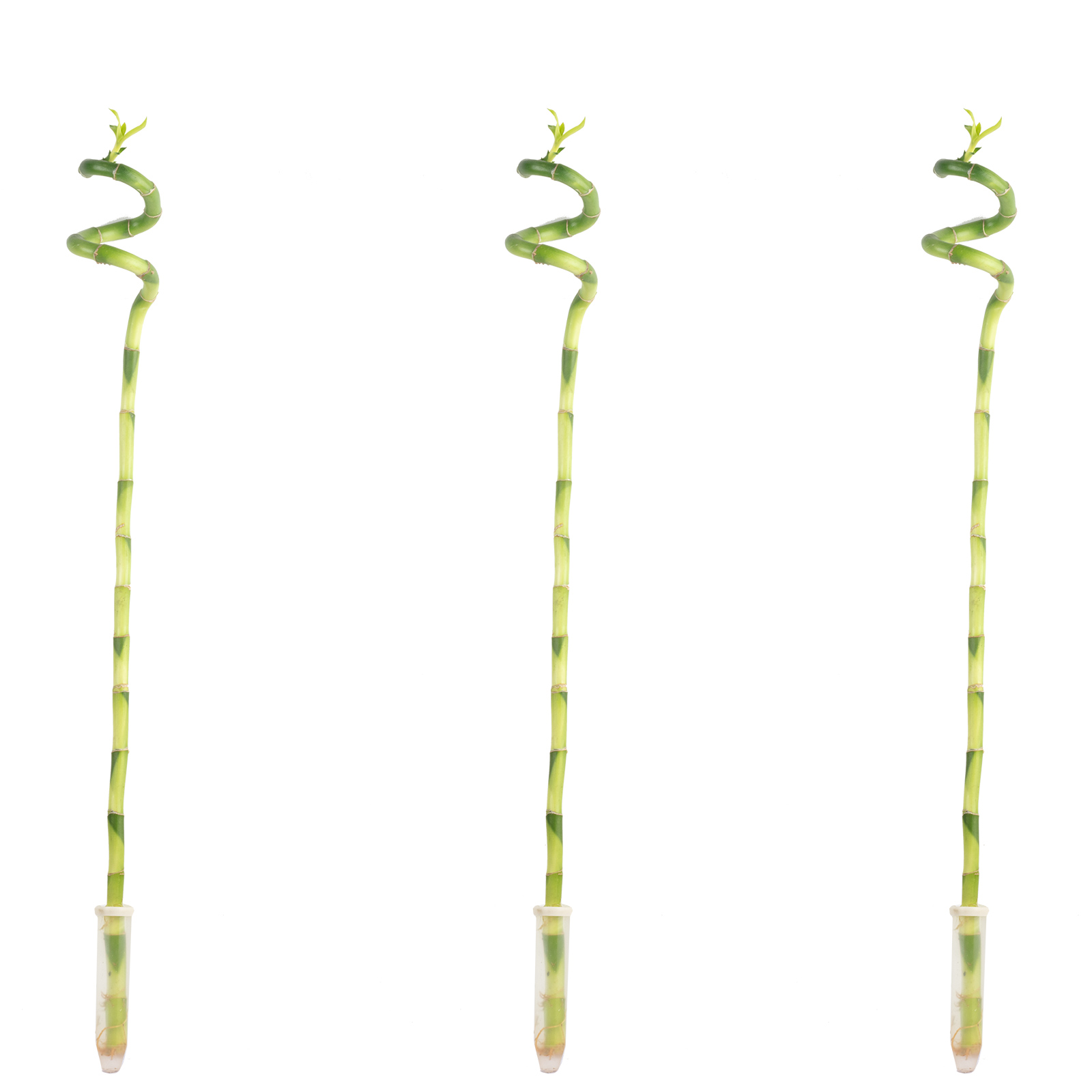 Paket] 3er-Set Glcksbambus spiralfrmig - Hhe ca. 50 cm, Topf- 5 cm - Dracaena  Sanderiana | Flowerbox Pro Floristikbedarf Onlineshop (vormals  Blumenzentrale)