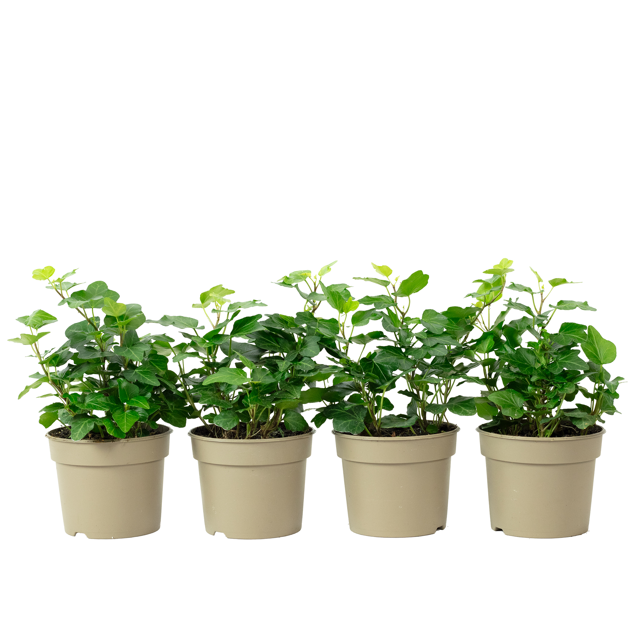 10x Gemeiner Efeu 15-20cm - Hedera Helix - Immergrner Kletterpflanze Fr  Garten Und Balkon