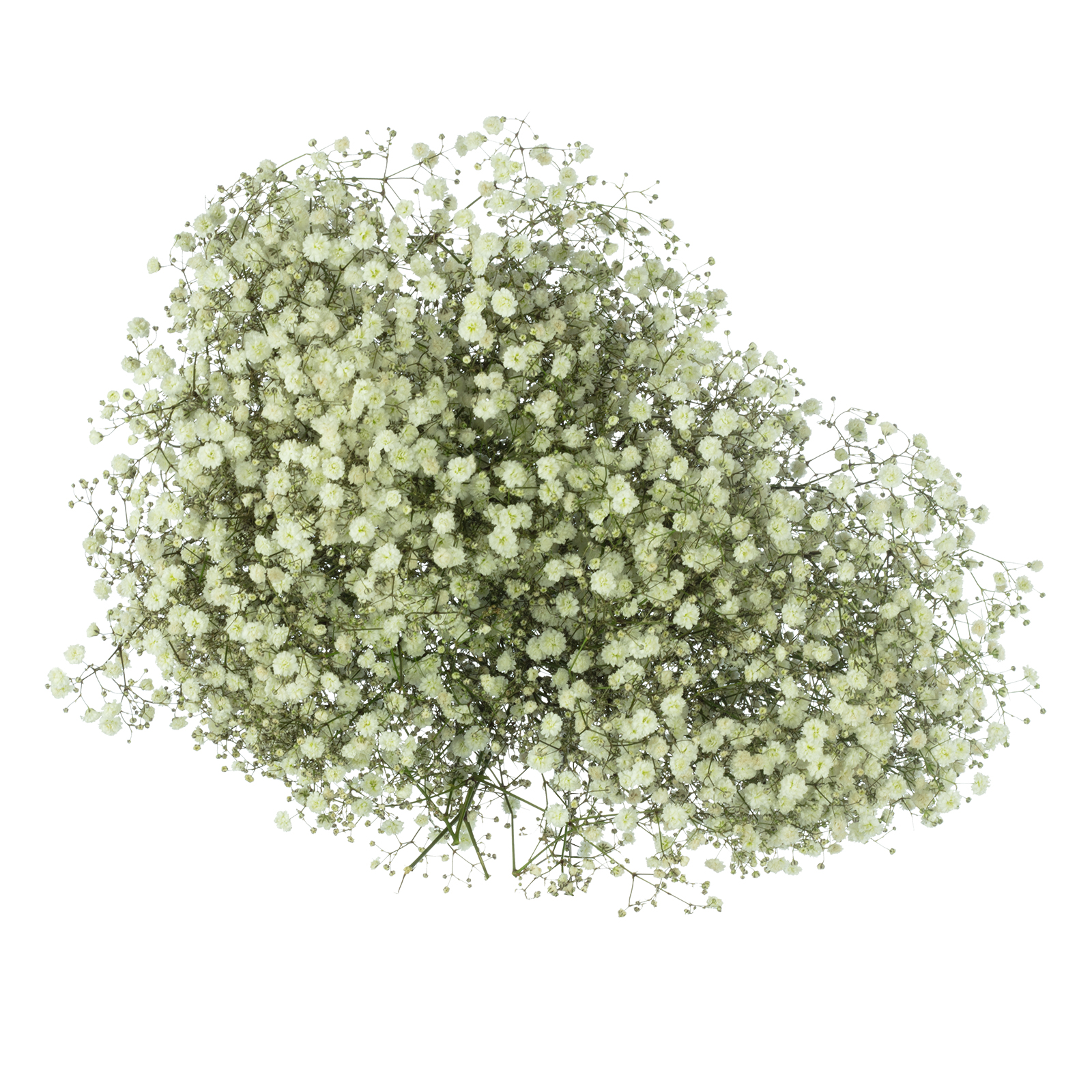 Bund Schleierkraut Gypsophila paniculata 'Xlence' weiß Länge ca