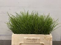 Bund Heidelbeere - Vaccinium myrtillus - Lnge ca. 45-50 cm | Flowerbox Pro  Floristikbedarf Onlineshop (vormals Blumenzentrale)