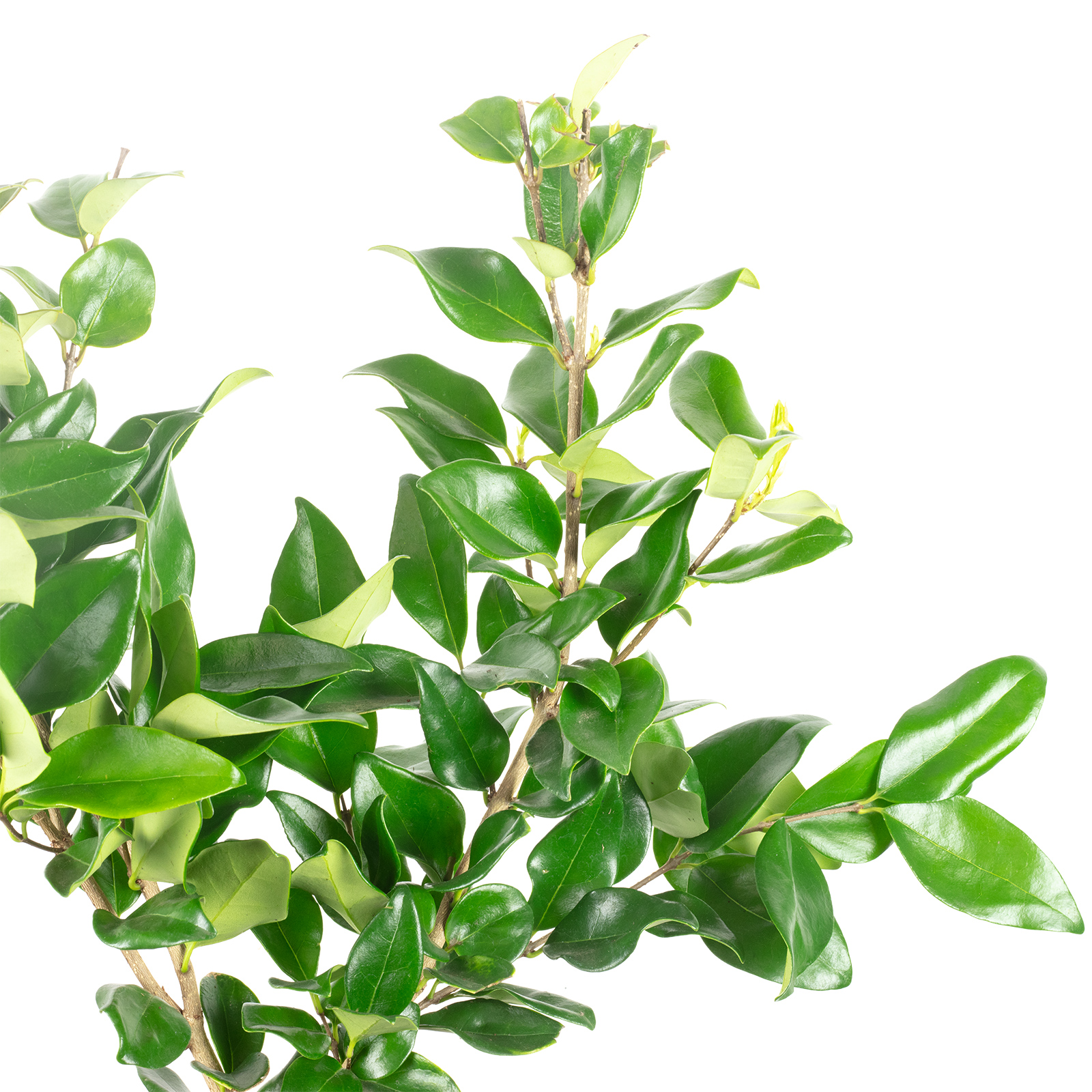 golden violin philodendron Philodendron 'Golden Violin' main image 0