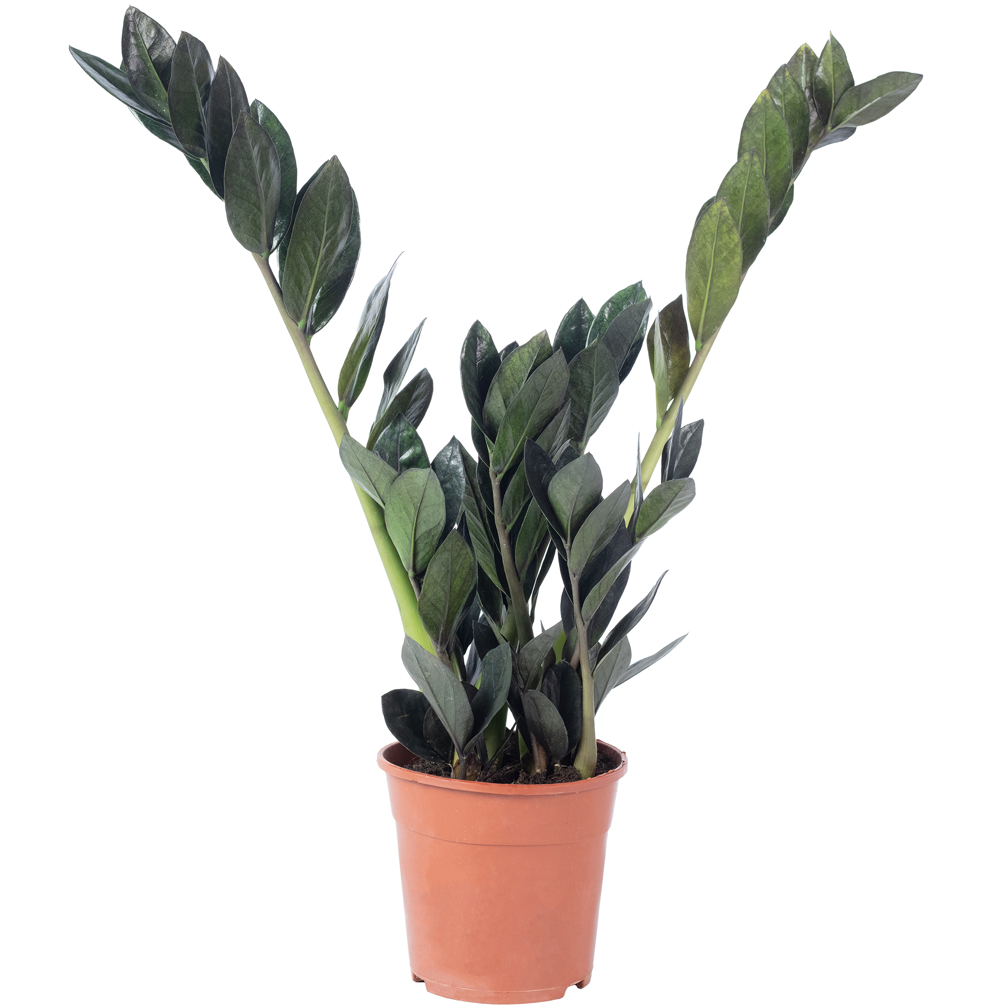 Glcksfeder 'Raven' 4+ - schwarze Zamioculcas zamiifolia - Hhe ca. 35 cm,  Topf- | eBay.de