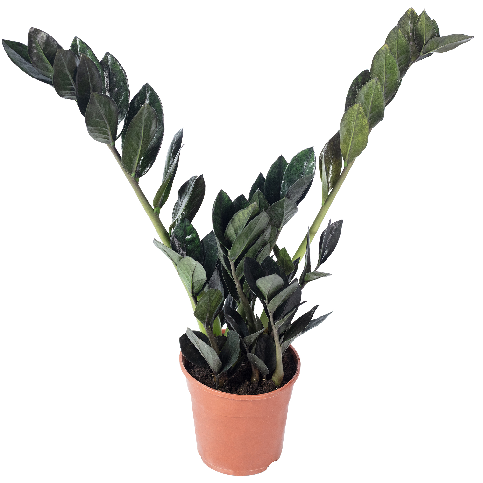 Glcksfeder 'Raven' 4+ - schwarze Zamioculcas zamiifolia - Hhe ca. 35 cm,  Topf- | eBay.de
