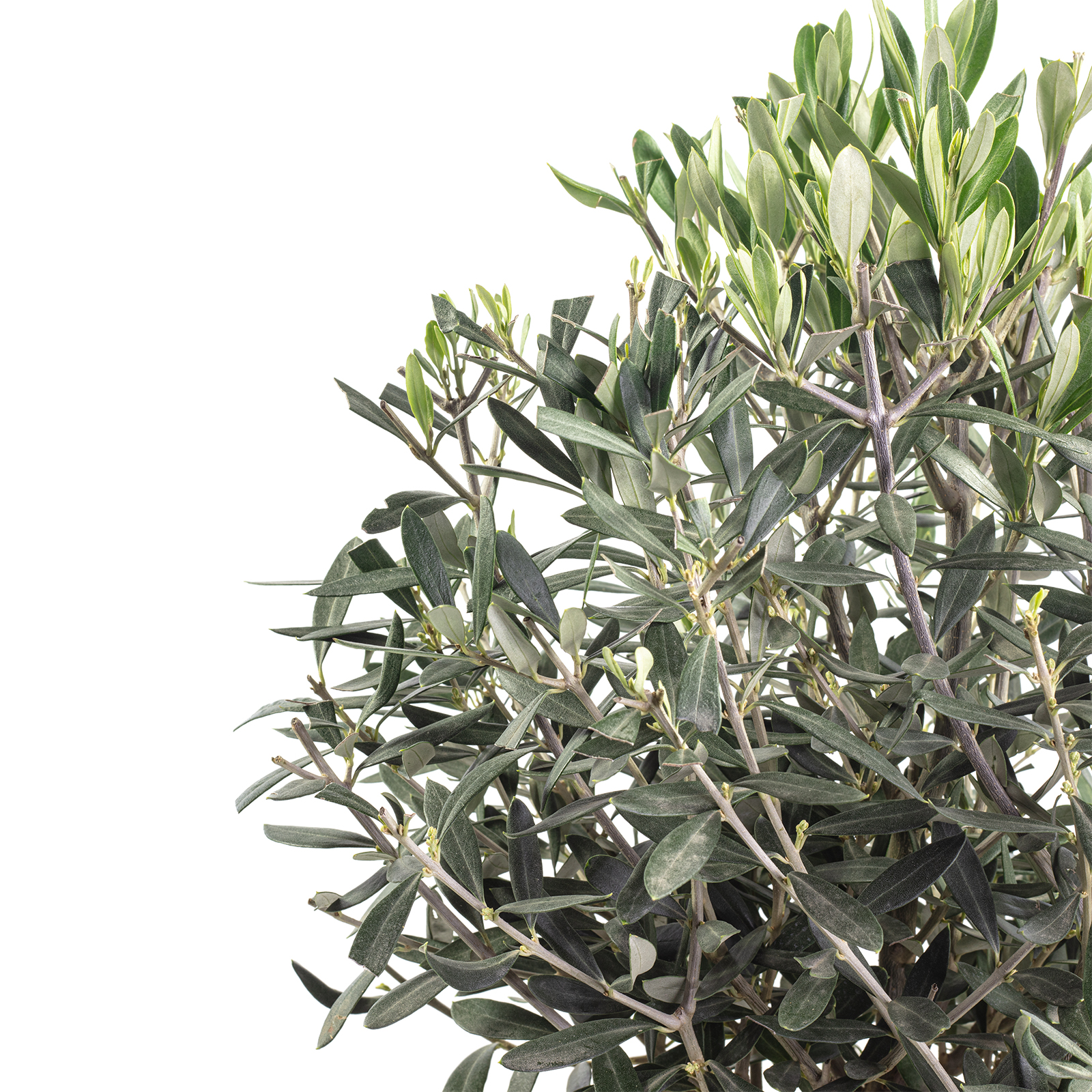 Olivenbaum - Olea europaea - Hhe ca. 110 cm, Topf- 21 cm | Flowerbox Pro  Floristikbedarf Onlineshop (vormals Blumenzentrale)