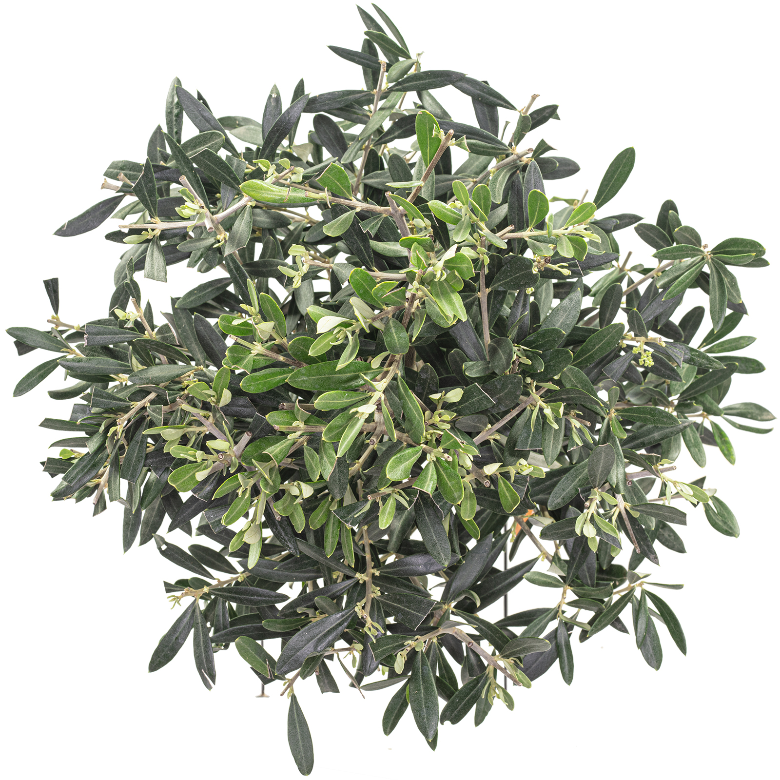 Olivenbaum - Olea europaea - Hhe ca. 110 cm, Topf- 21 cm | Flowerbox Pro  Floristikbedarf Onlineshop (vormals Blumenzentrale)