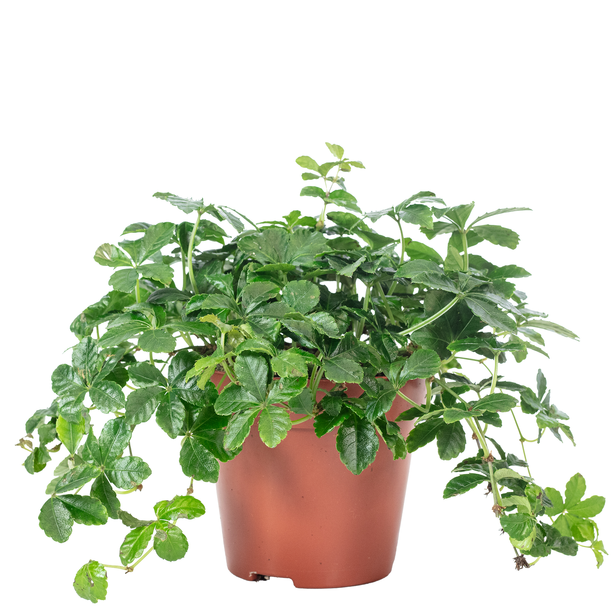 Indoor vine Smit Verona Vein - Parthenocissus striata - height approx. 20  cm, pot-Ø 10,5 cm | plentyShop LTS