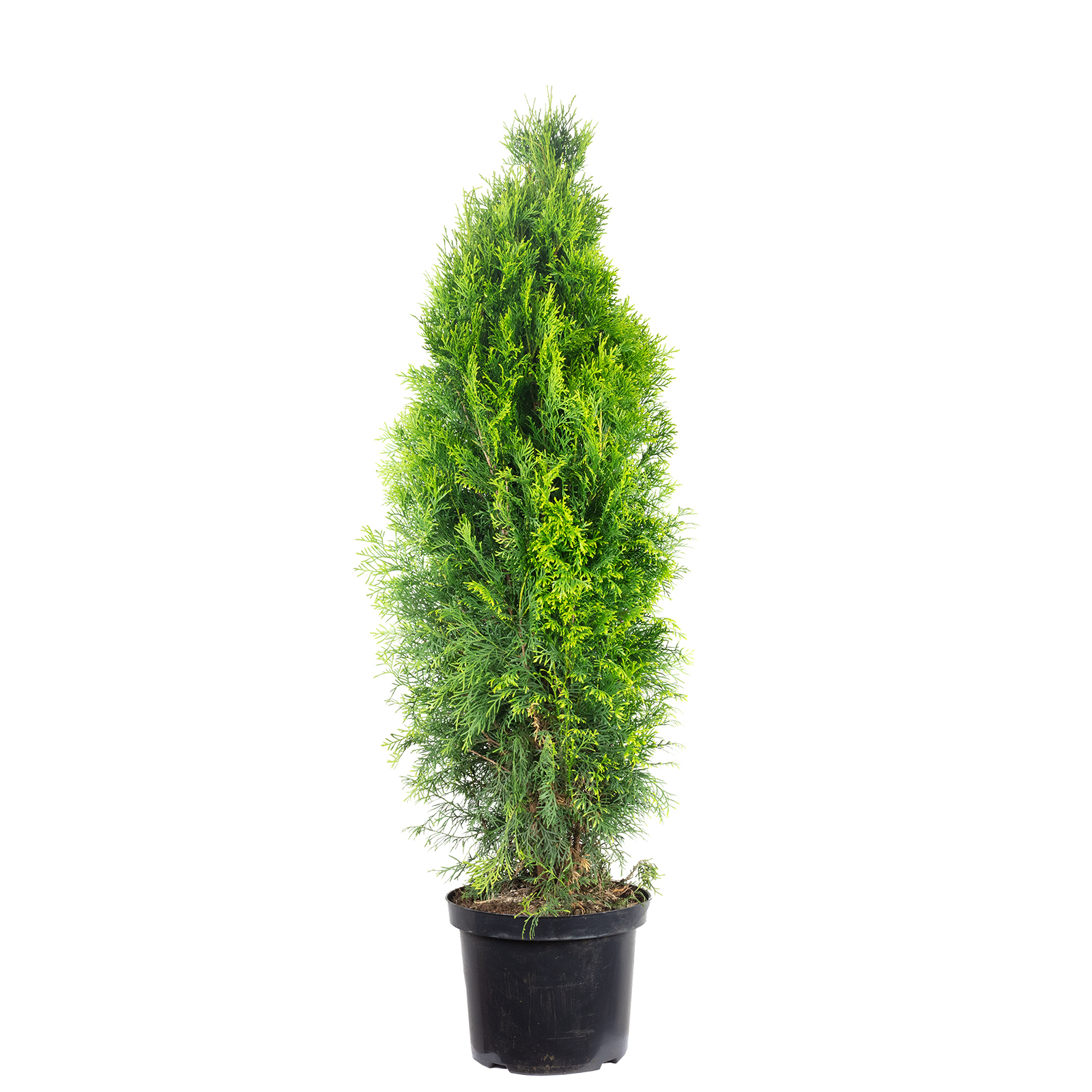 Thuja Smaragd 120 140 Cm