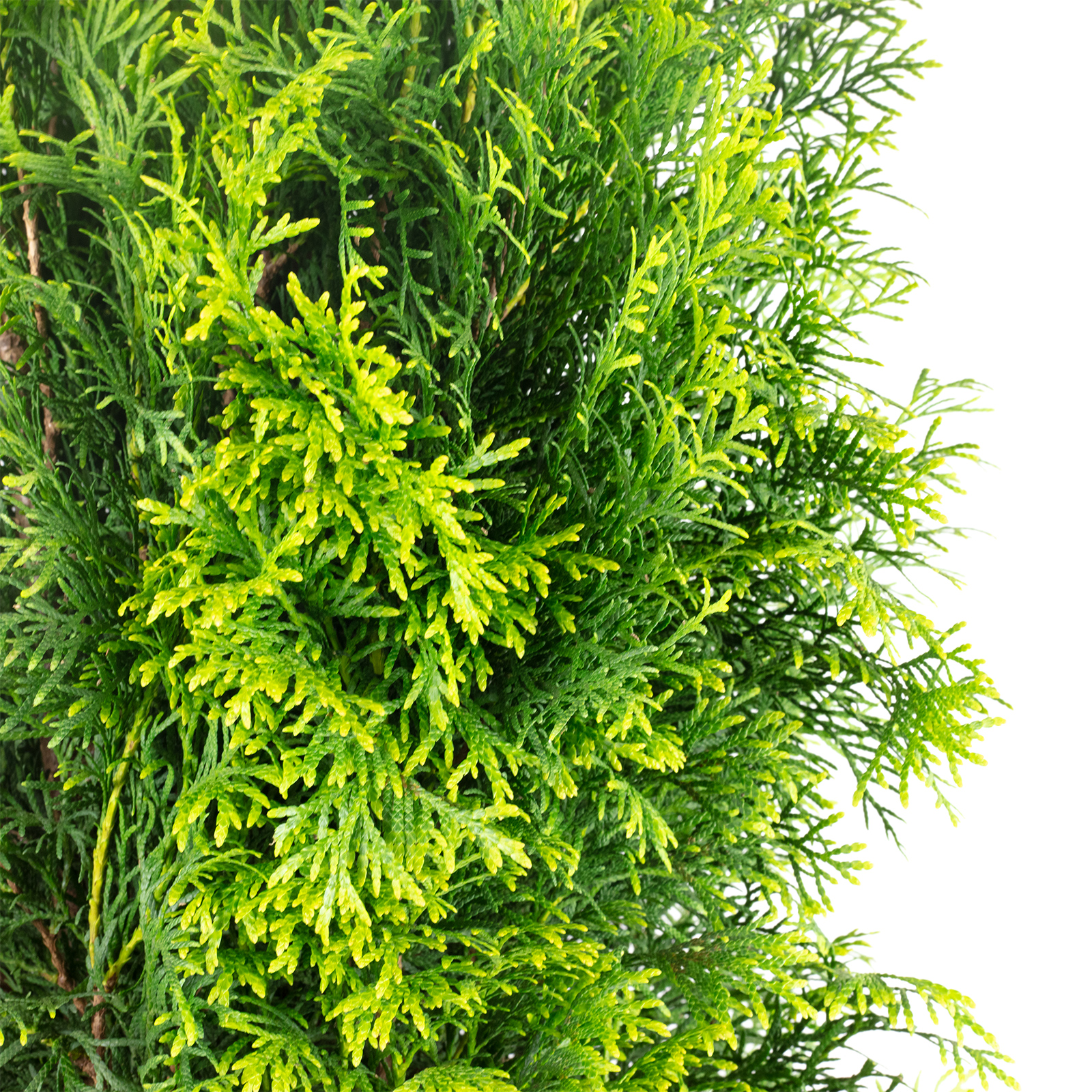 thuja c6 globuli Thuja occidentalis 'Congabe' PP19,009 ~ Fire Chief™ Globe Arborvitae –  JTSOP Farms