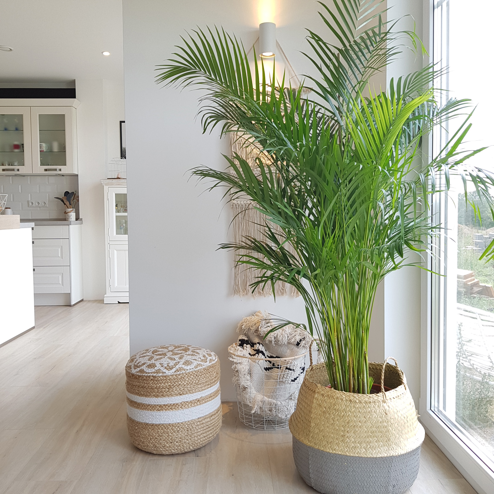 Goldfruchtpalme - Areca Dypsis Lutescens - Hhe ca. 130 cm, Topf- 27 cm |  Flowerbox Pro Floristikbedarf Onlineshop (vormals Blumenzentrale)