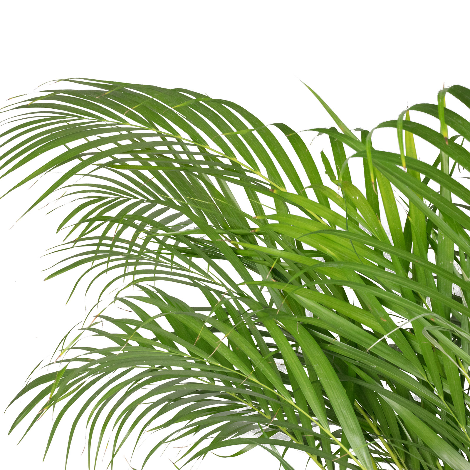 Goldfruchtpalme - Areca Dypsis Lutescens - Hhe ca. 130 cm, Topf- 27 cm |  Flowerbox Pro Floristikbedarf Onlineshop (vormals Blumenzentrale)