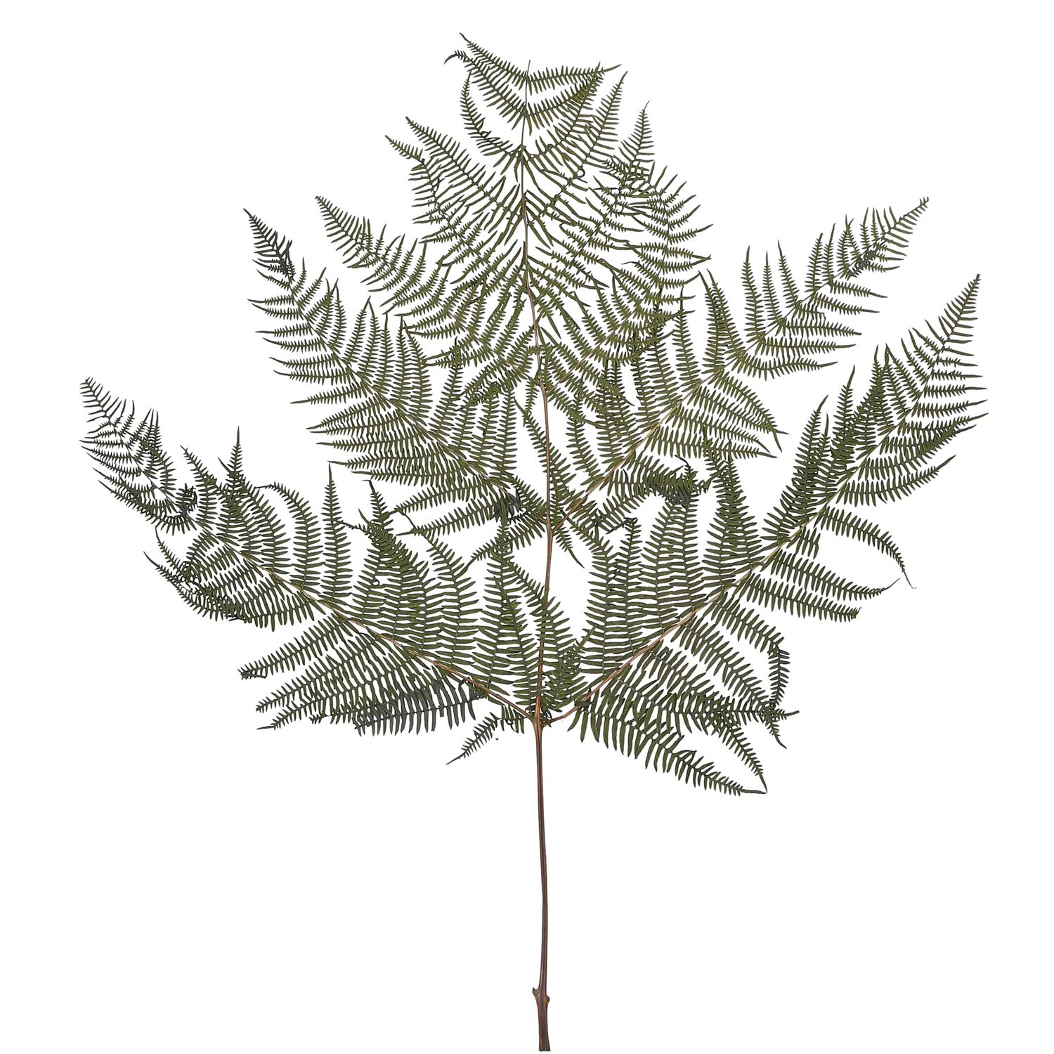 Bracken Farn - 10 Stck/Bund - konserviert - L60 cm, B40 cm - grn |  Flowerbox Pro Floristikbedarf Onlineshop (vormals Blumenzentrale)