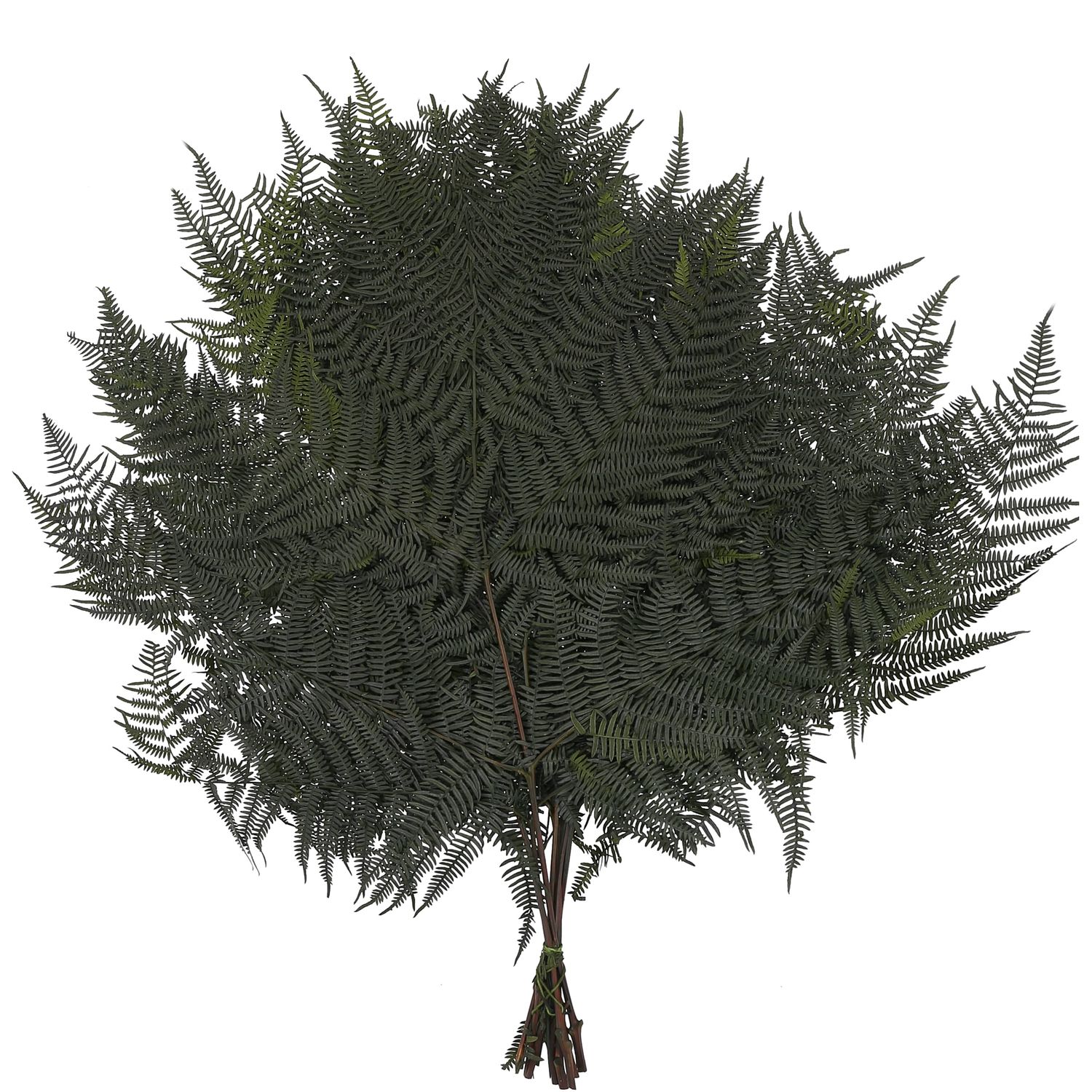 Bracken Farn - 10 Stck/Bund - konserviert - L60 cm, B40 cm - grn |  Flowerbox Pro Floristikbedarf Onlineshop (vormals Blumenzentrale)