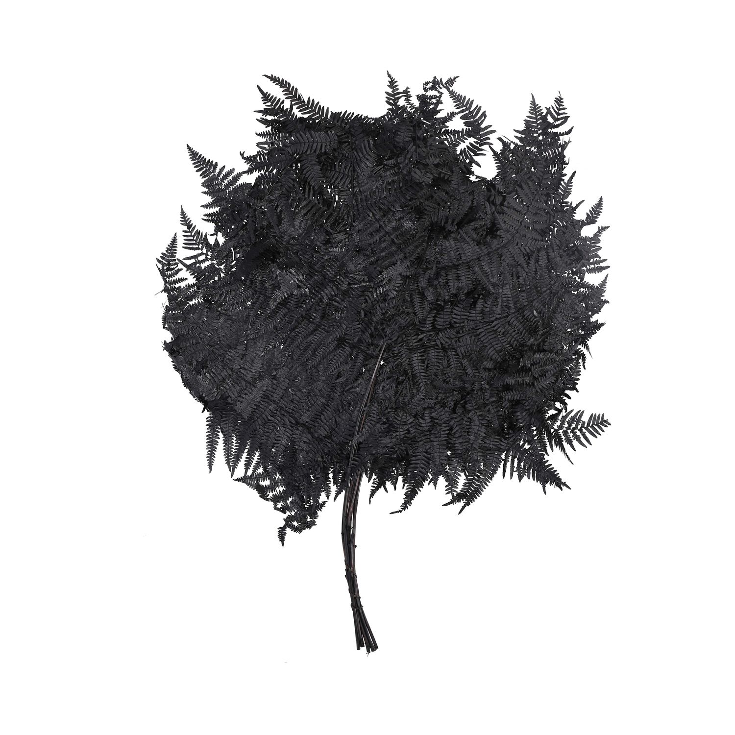 Bracken Farn - 10 Stck/Bund - konserviert - L60 cm, B40 cm - schwarz |  Flowerbox Pro Floristikbedarf Onlineshop (vormals Blumenzentrale)