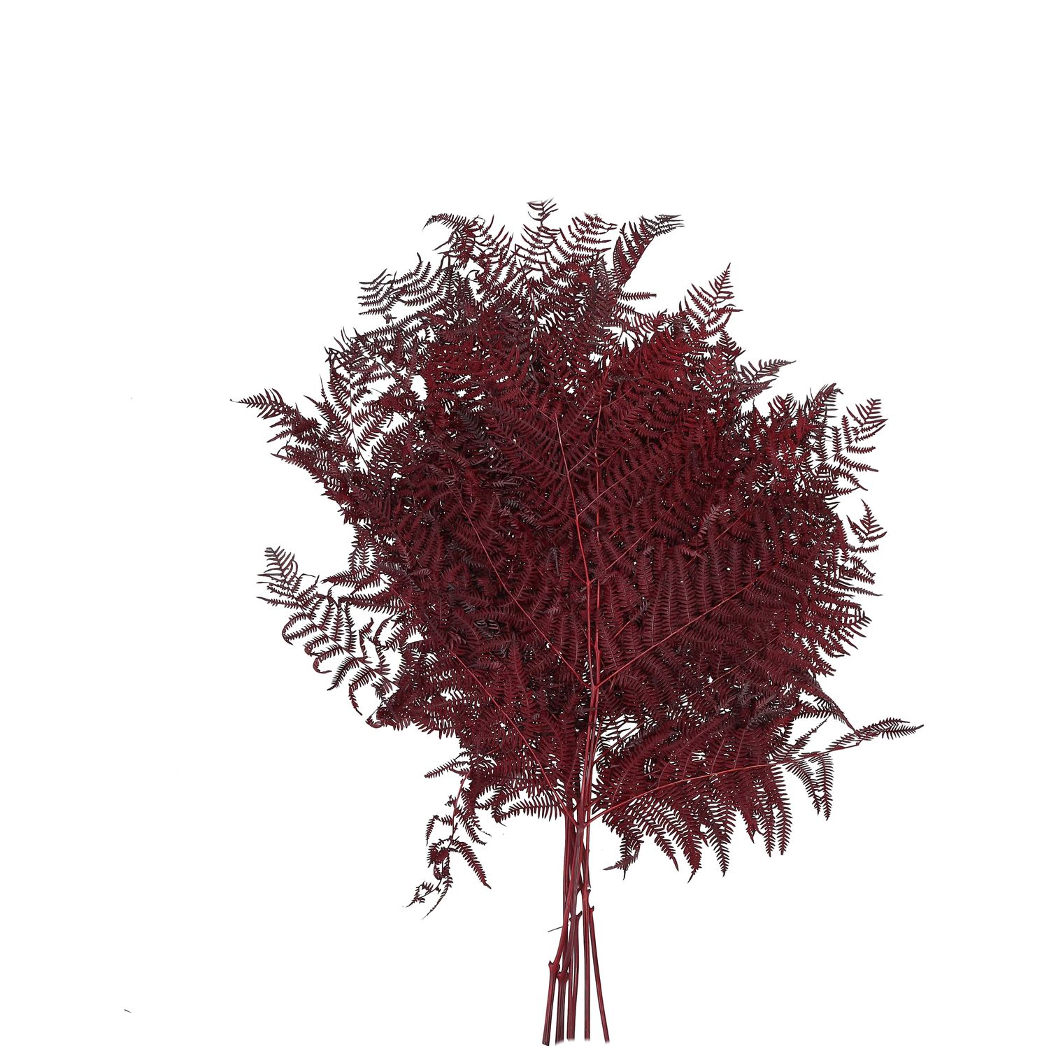 Bracken Farn - 10 Stck/Bund - konserviert - L60 cm, B40 cm - bordeaux |  Flowerbox Pro Floristikbedarf Onlineshop (vormals Blumenzentrale)